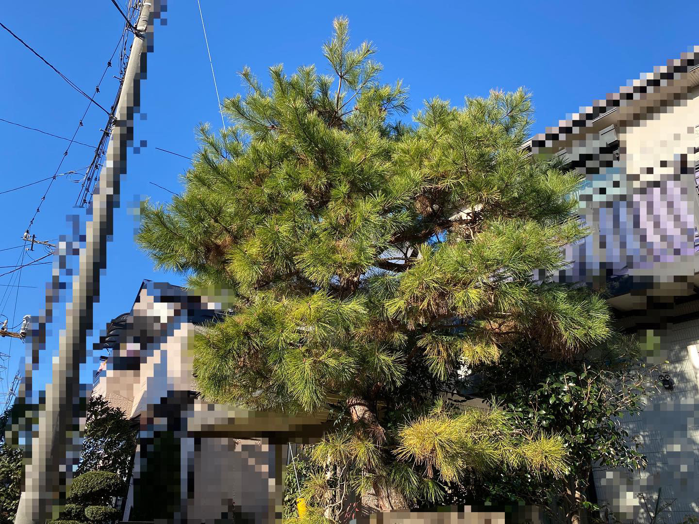 ２月１６日　所沢市　剪定作業報告