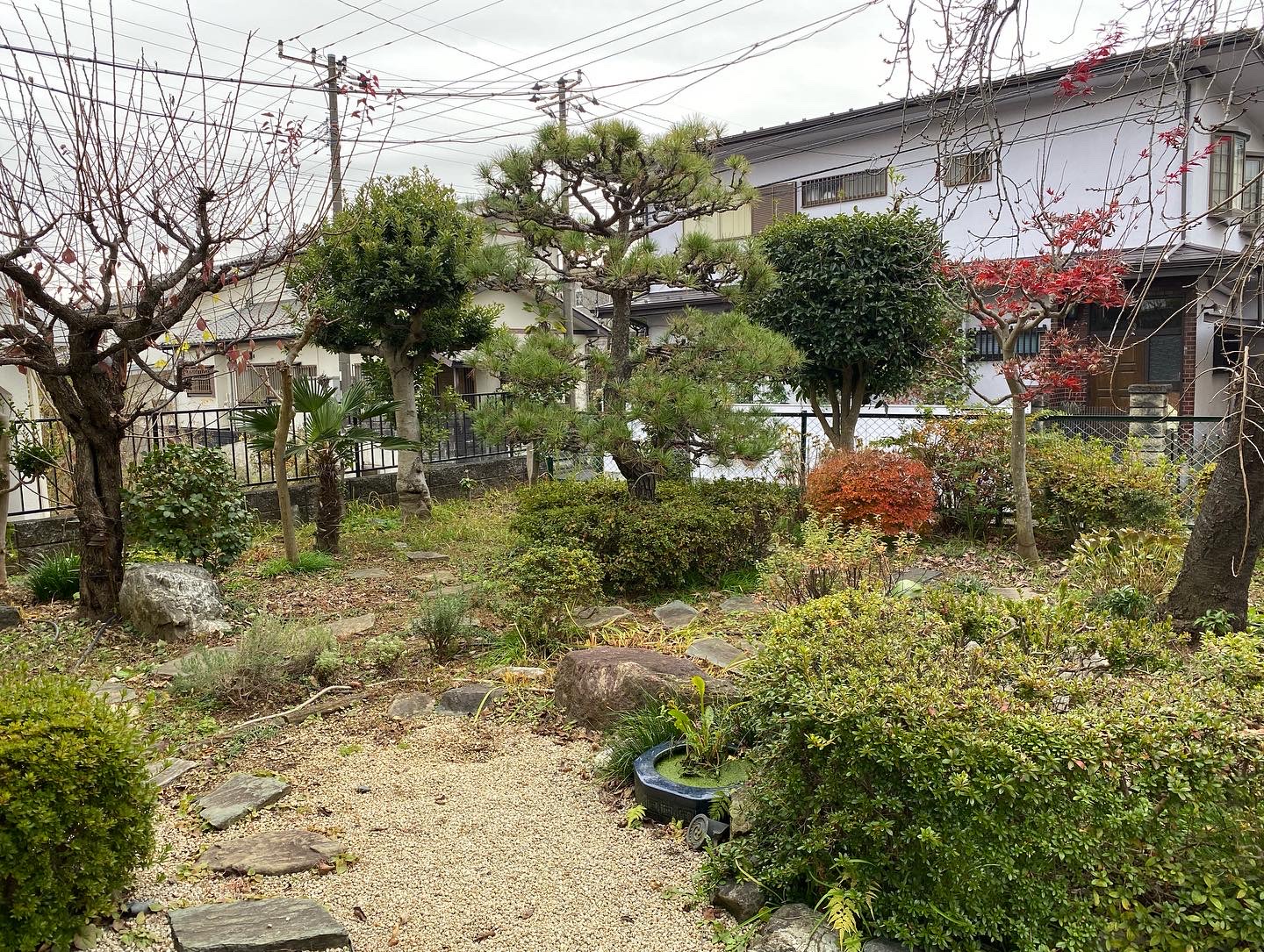 １月１５日　川越市　剪定作業報告