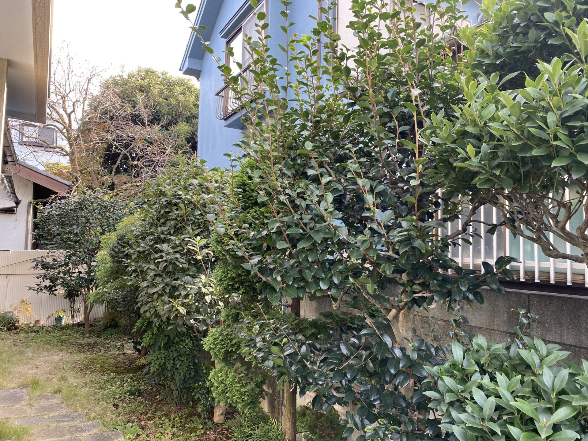 ２月１７日　川越市　剪定作業報告
