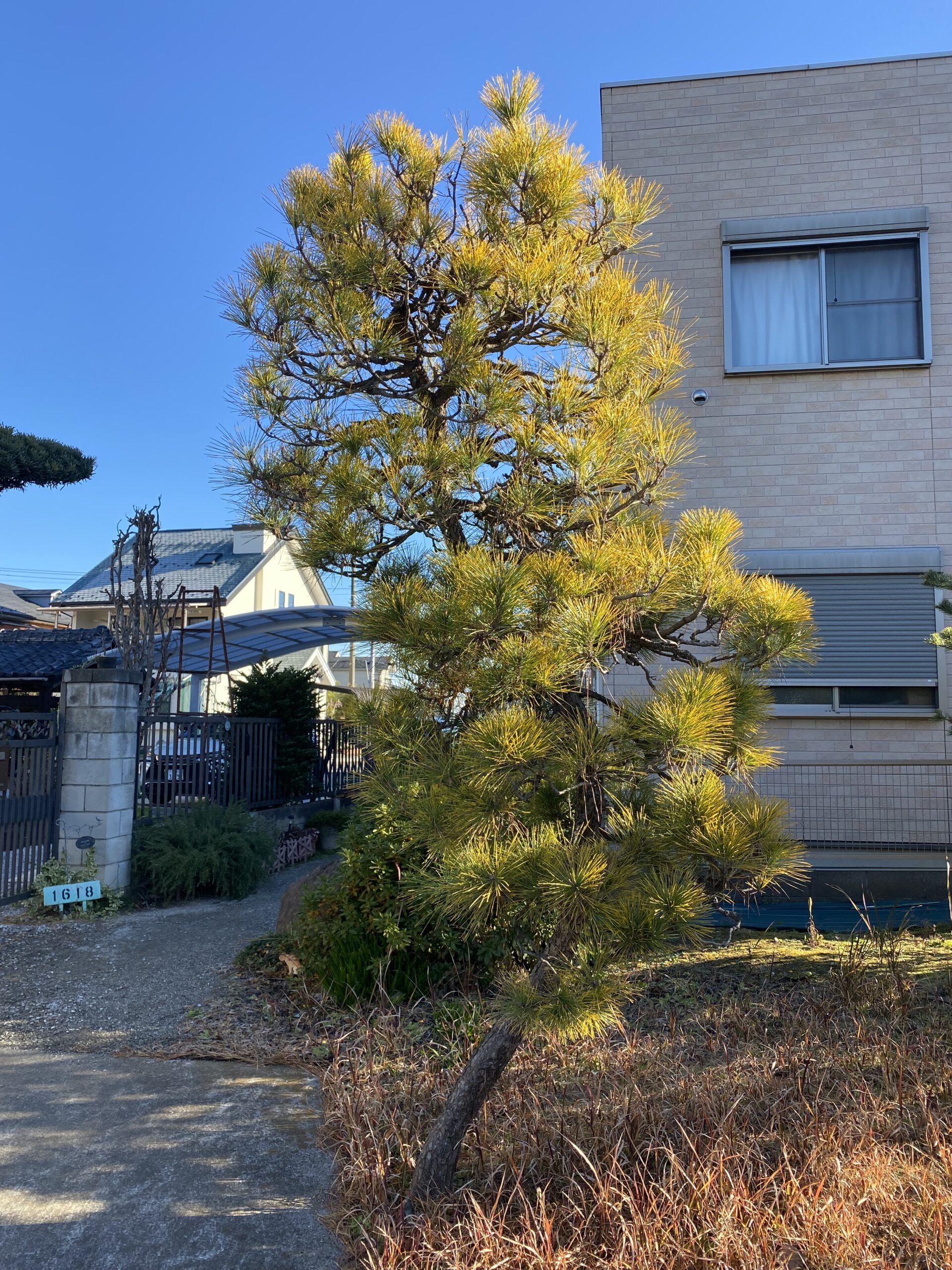 2月15日 川越市 剪定作業報告