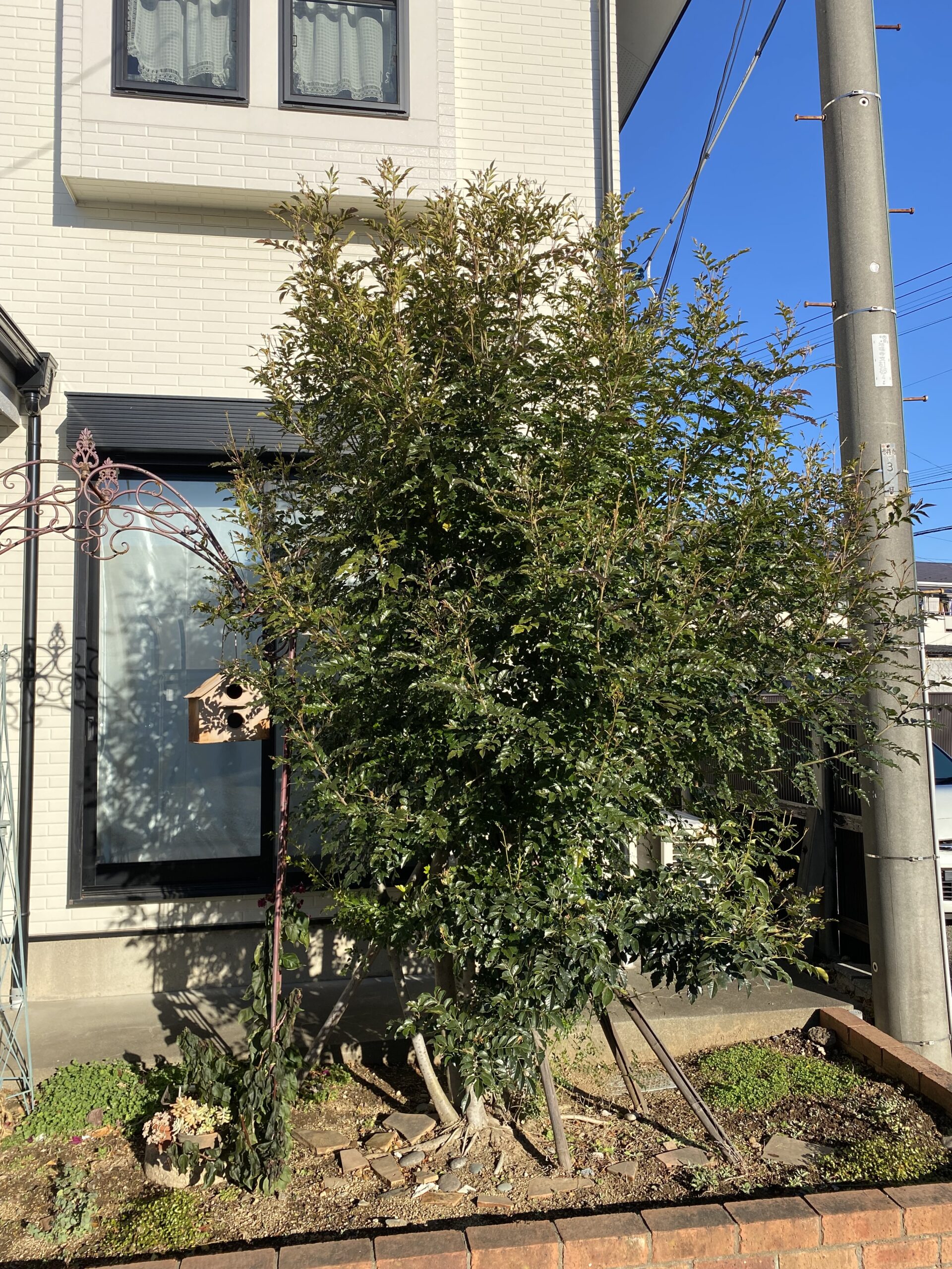 １月２９日　ふじみ野市　剪定作業報告