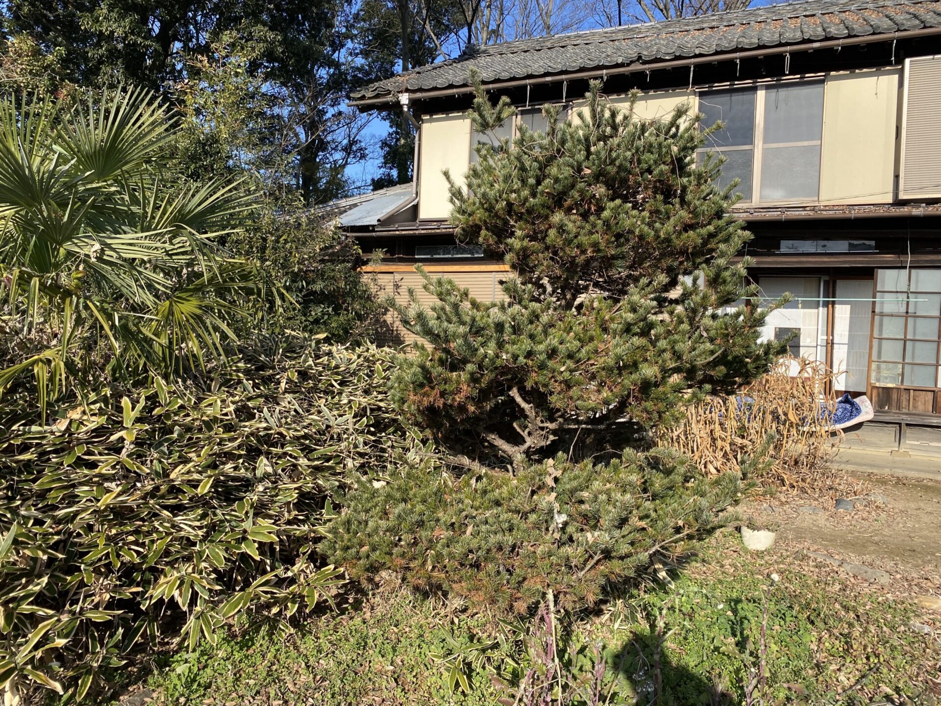 １月３１日　川越市　剪定作業報告
