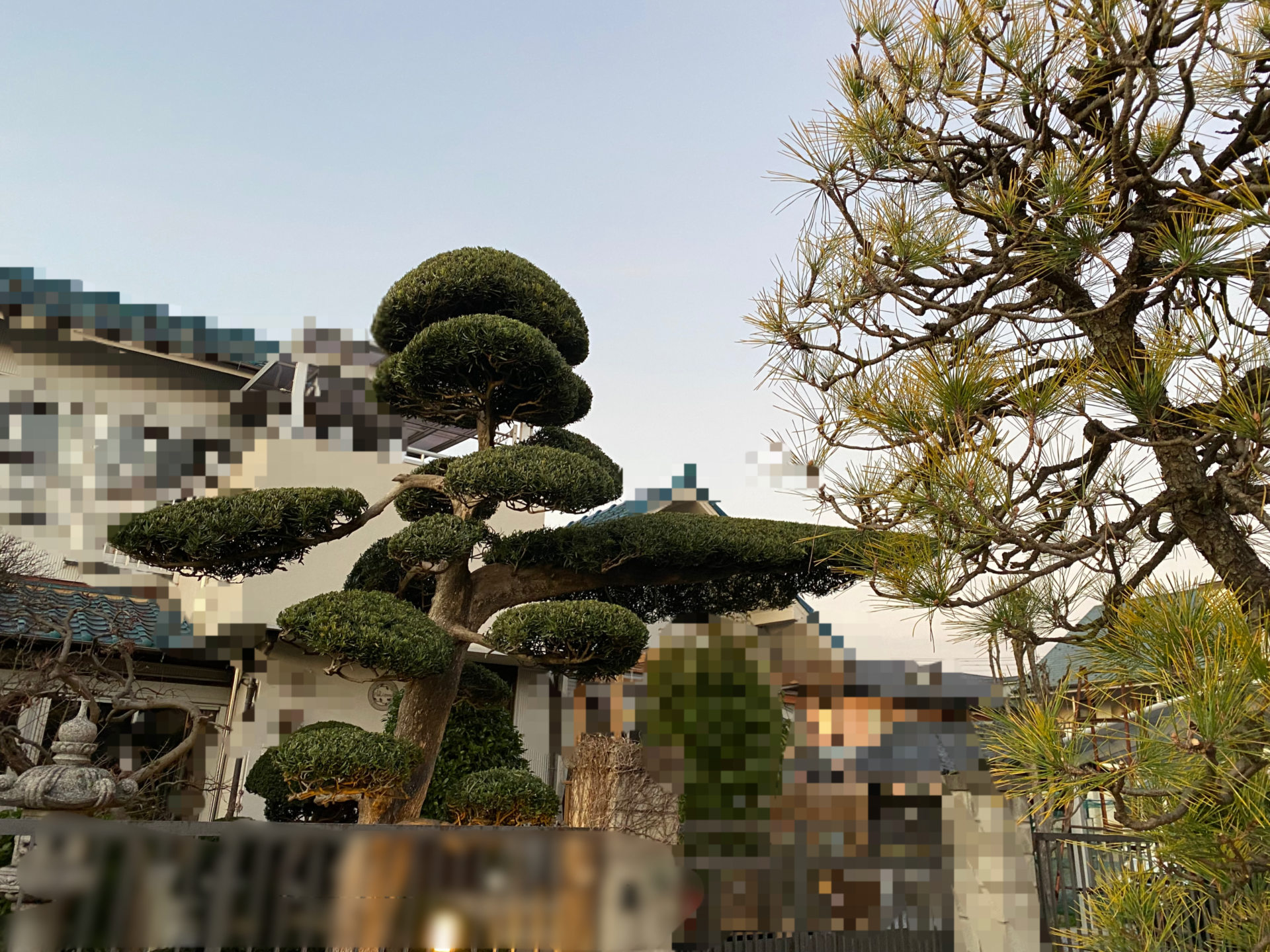 ２月１９日　川越市　剪定作業報告