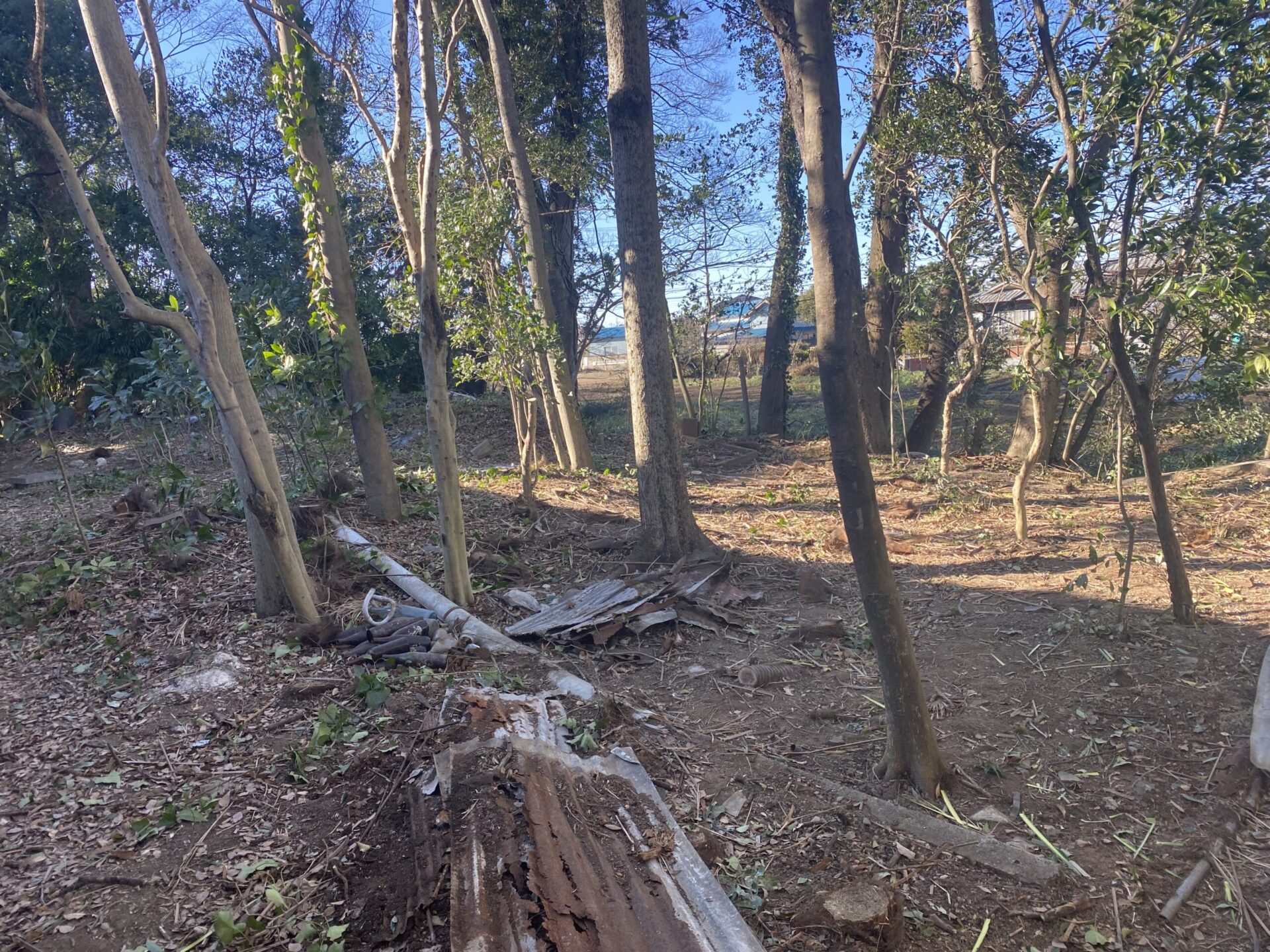 ２月２日　川越市　剪定伐採作業報告