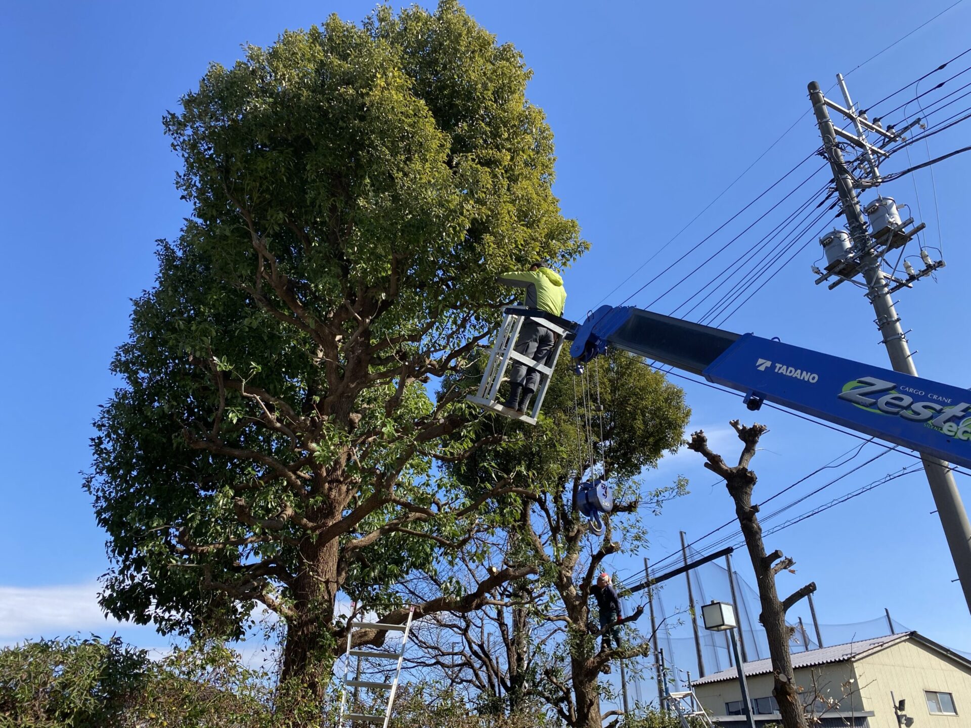 １月１８日　ふじみ野市　剪定作業報告