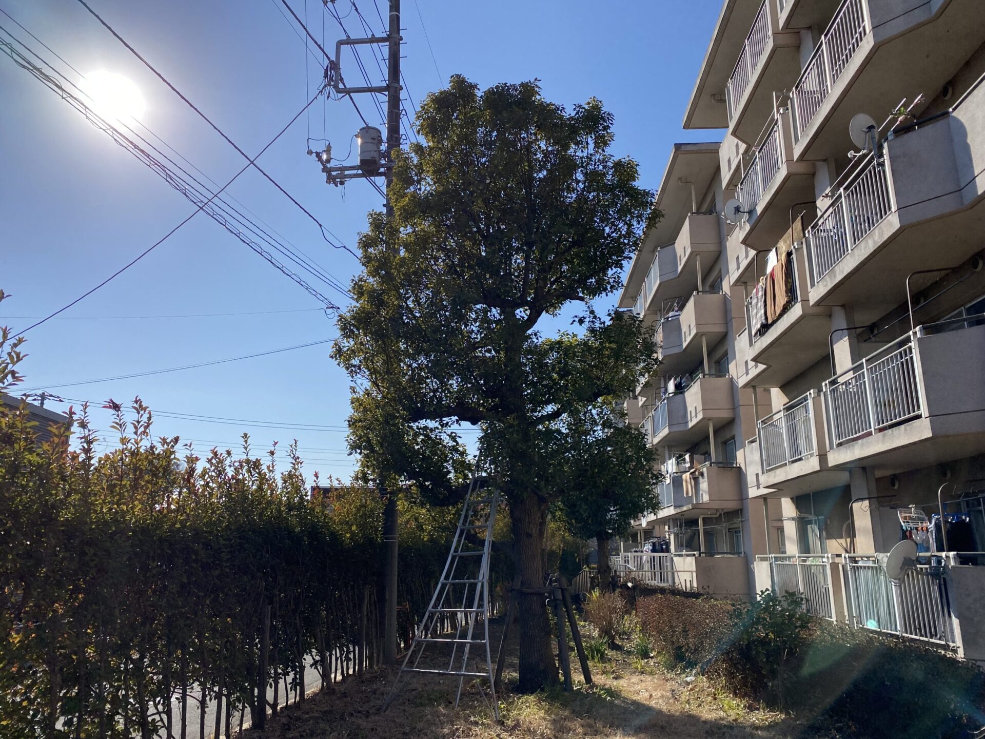１月２０日　川越市　剪定作業報告