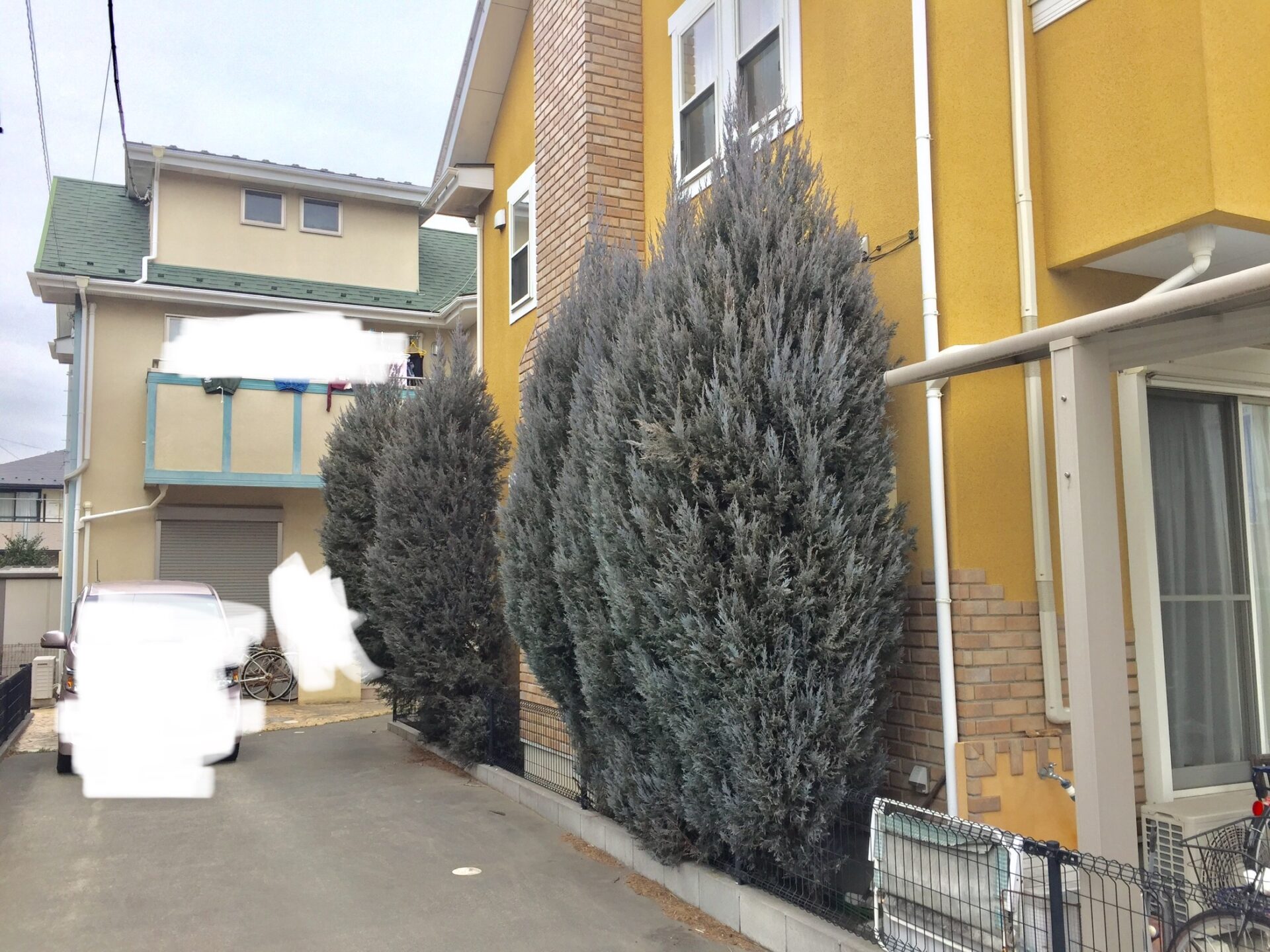 １月１１日　川越市　伐採作業報告