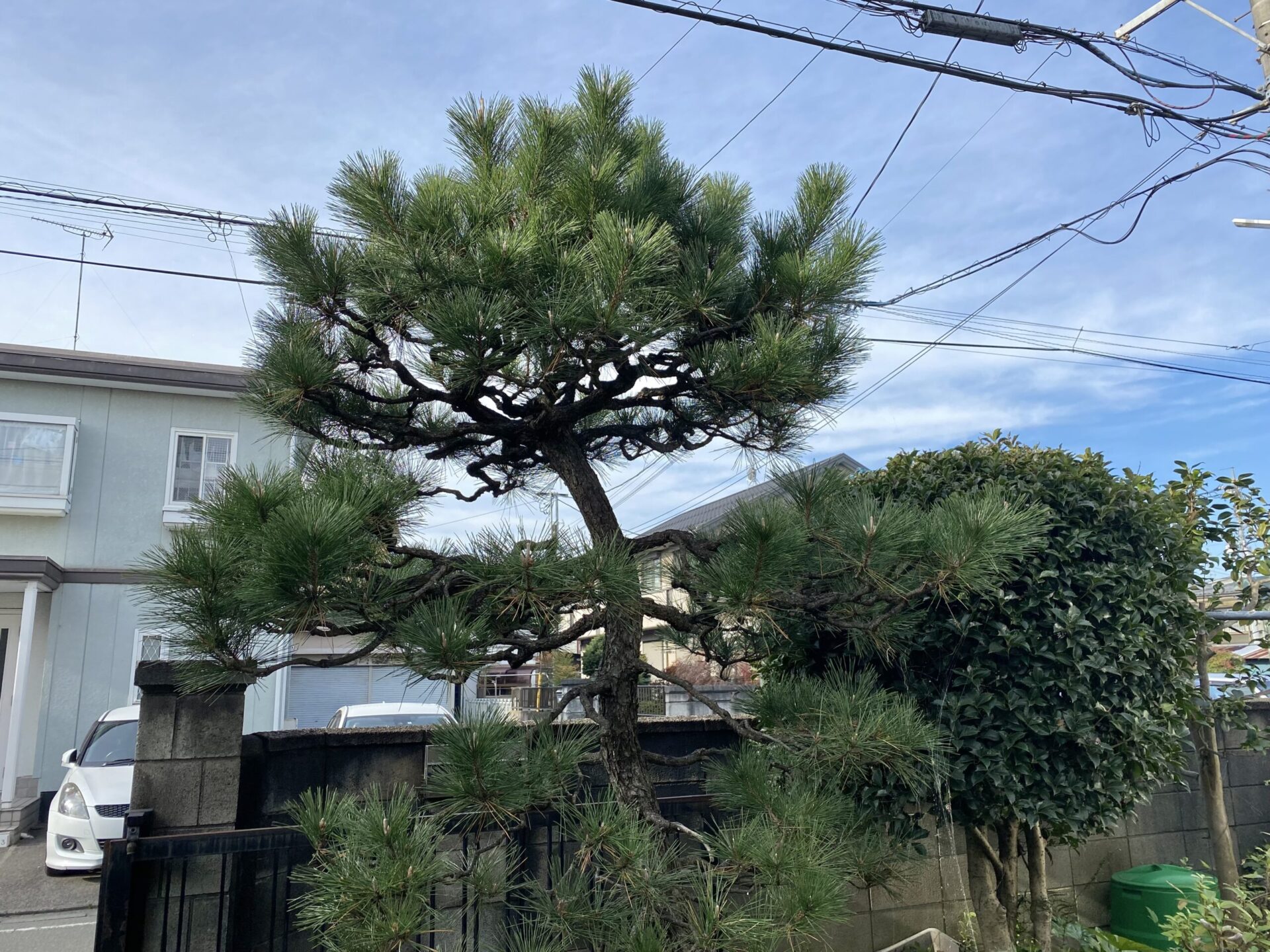２月１２日　川越市　剪定作業報告