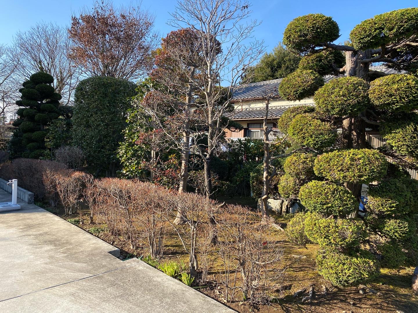 １月２７日　川越市　剪定作業報告