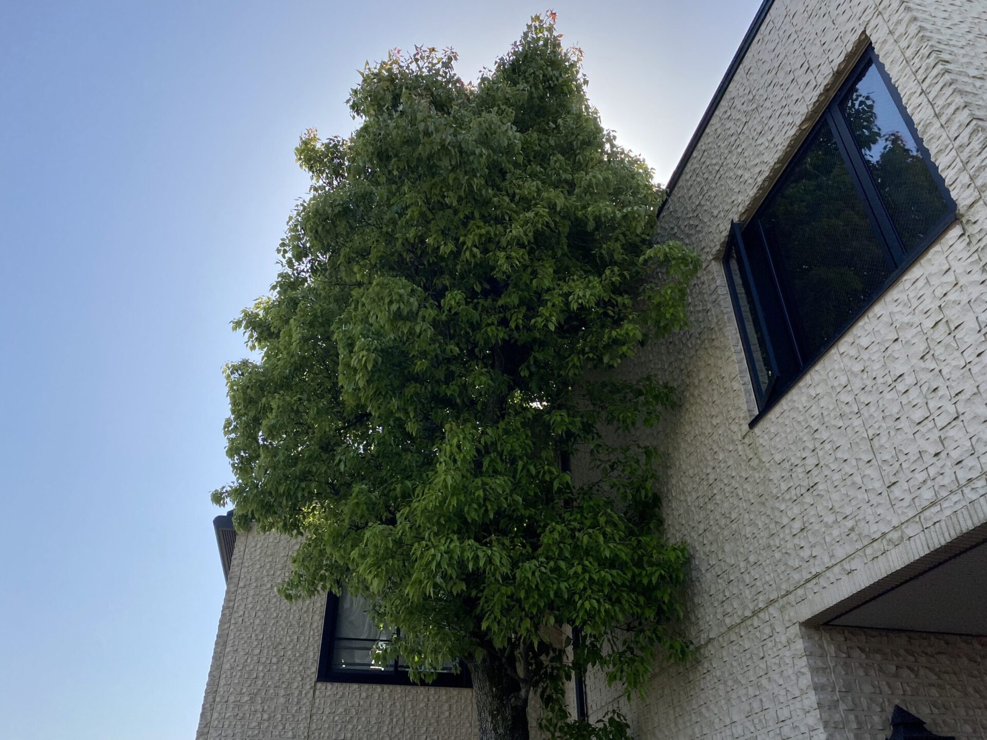 ３月１７日　川越市　剪定作業報告