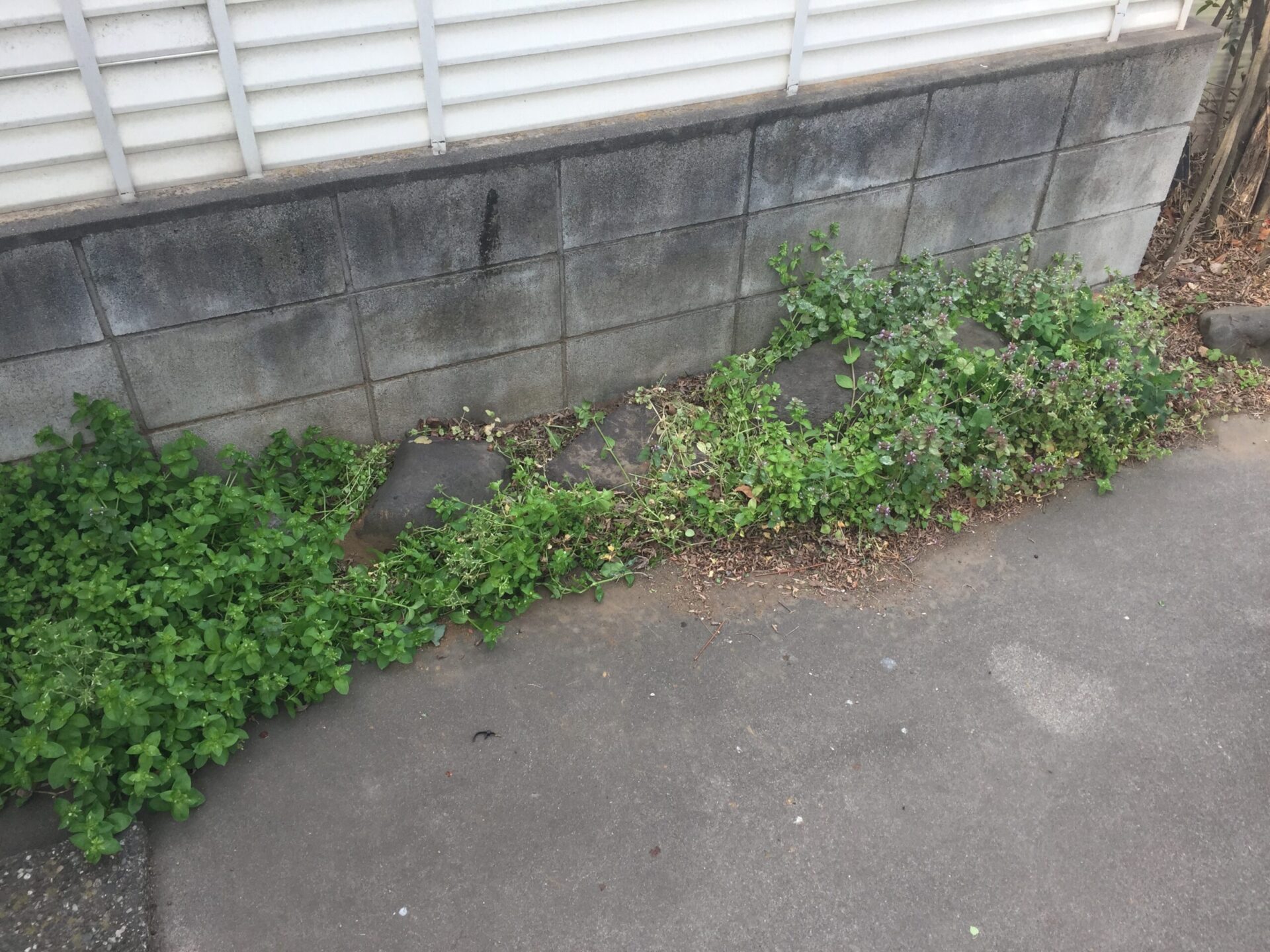 ３月３日　ふじみ野市　防草工事作業報告