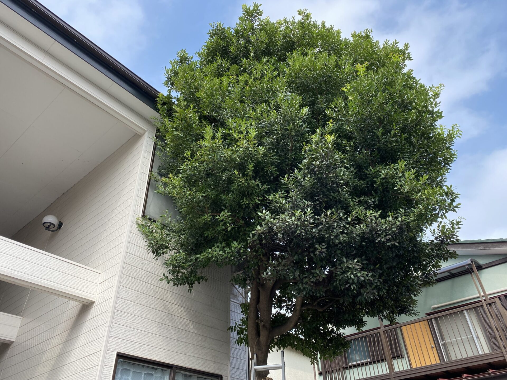 ３月１９日　川越市　剪定作業報告