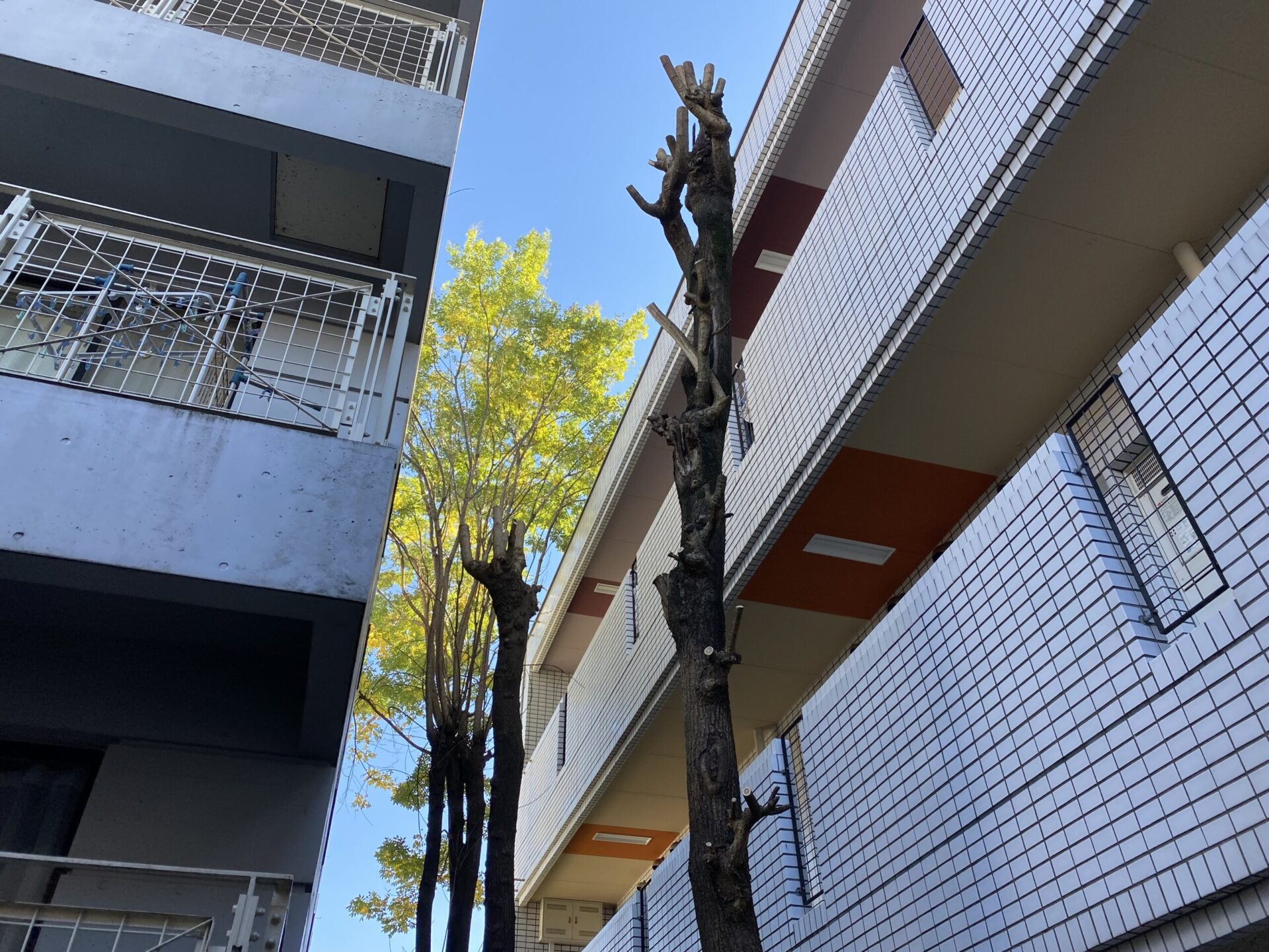 ３月３１日　川越市　剪定作業報告