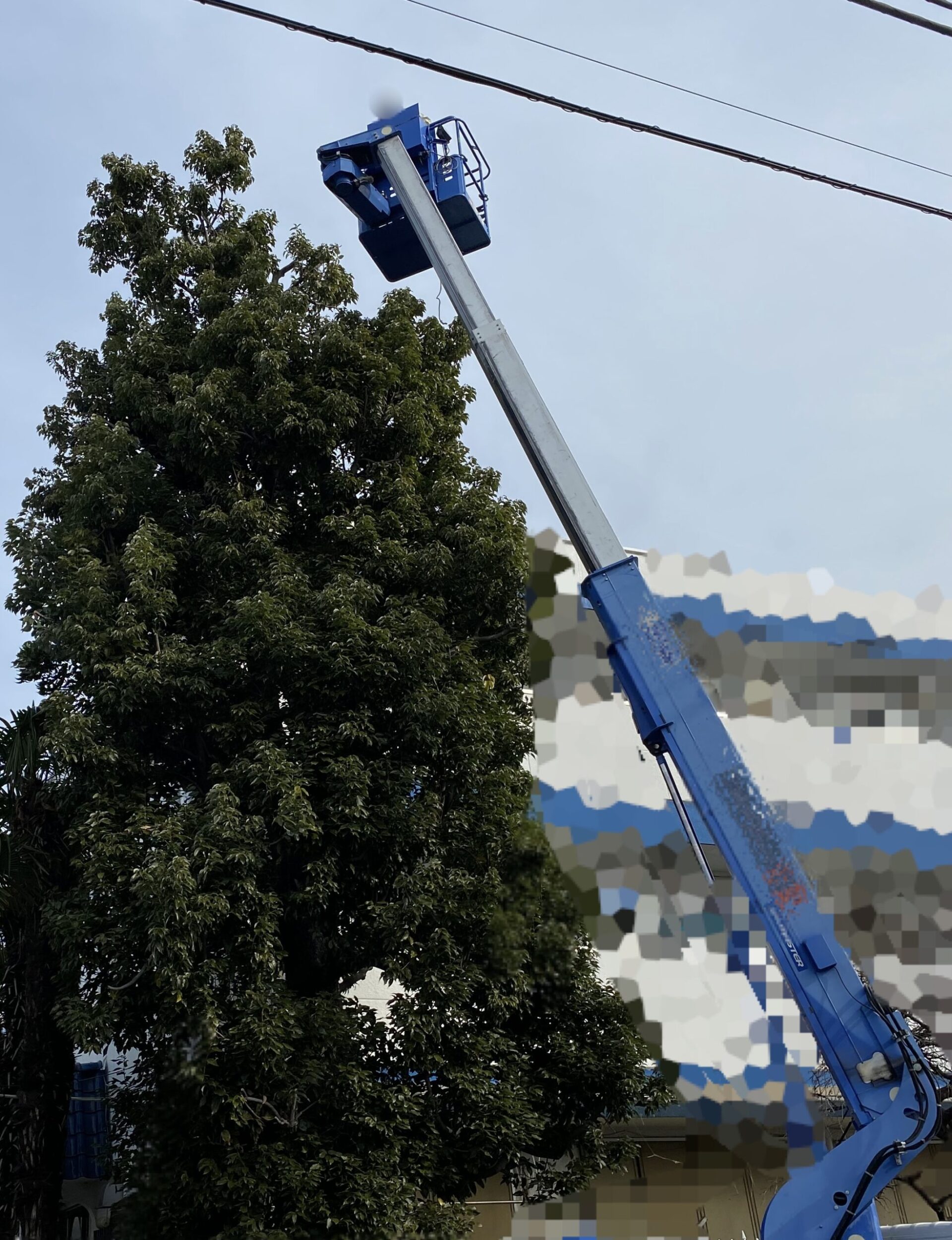 ３月２６日　川越市　剪定作業報告