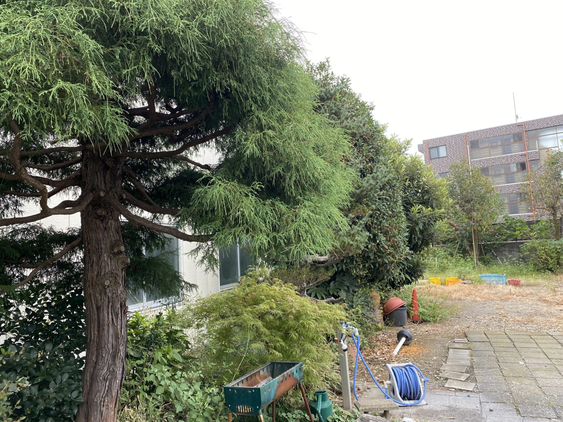 ４月５日　川越市　剪定作業報告