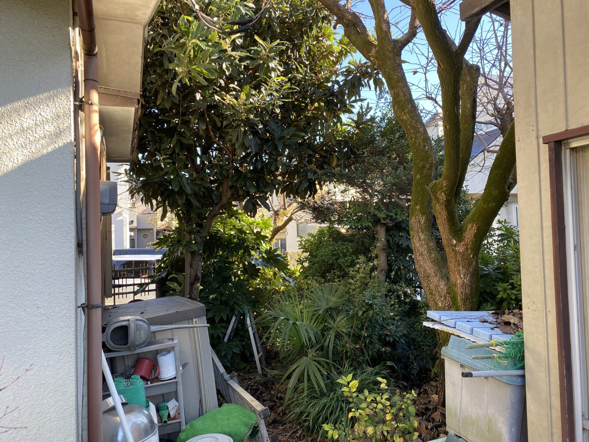 ４月１日　川越市　剪定作業報告