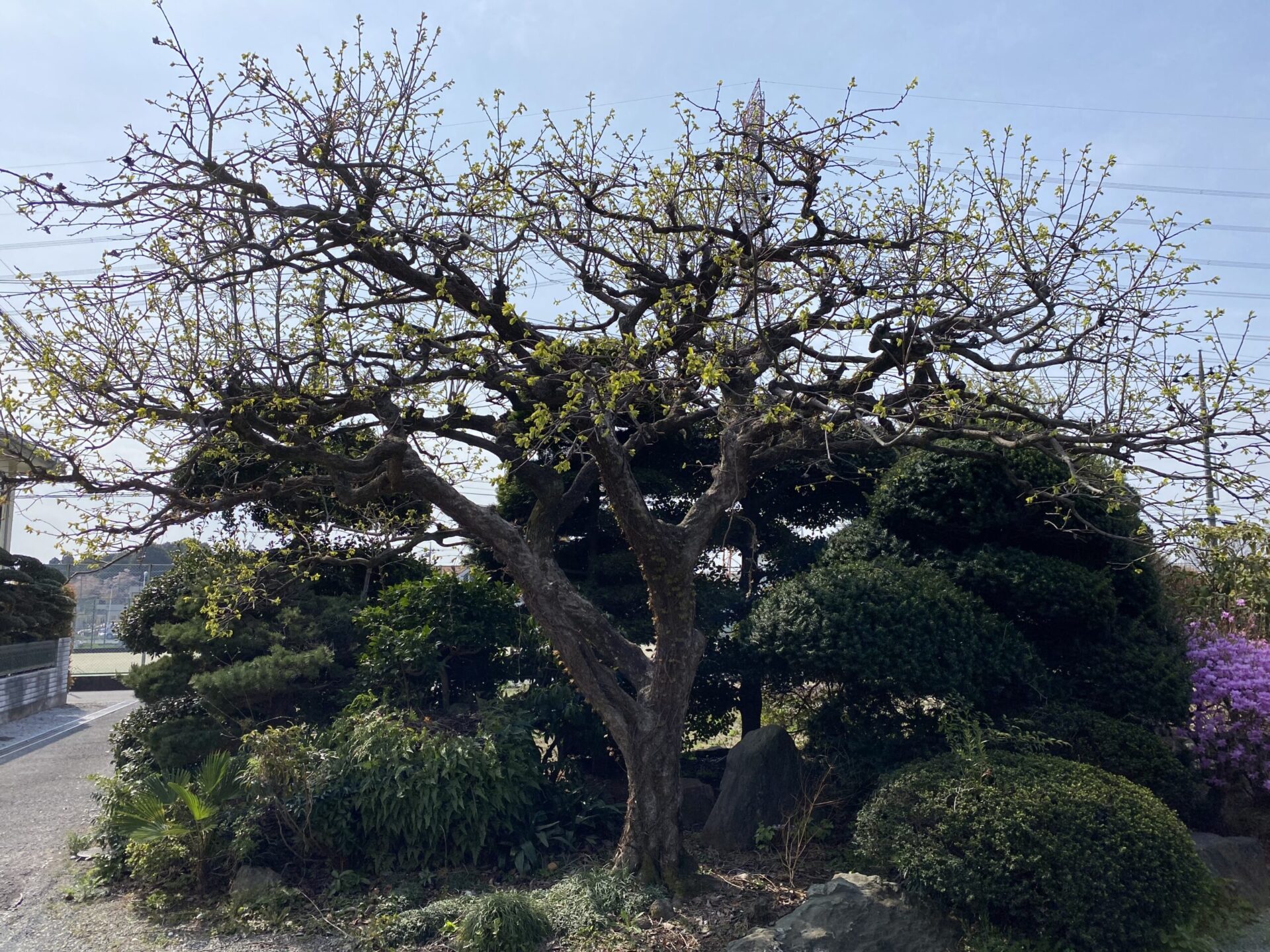 4月23日 川越市 伐採作業報告