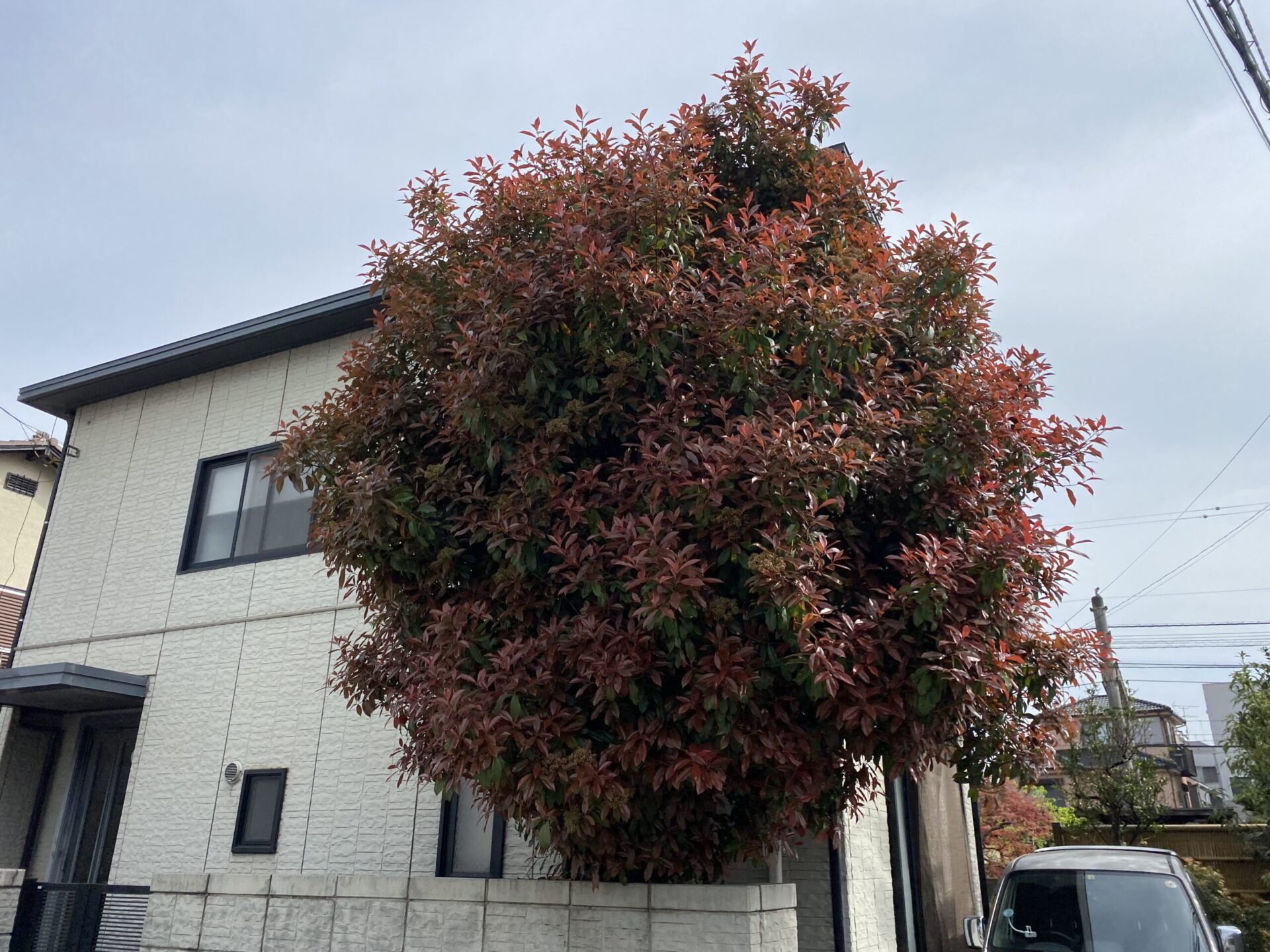 ４月１３日　川越市　剪定作業報告