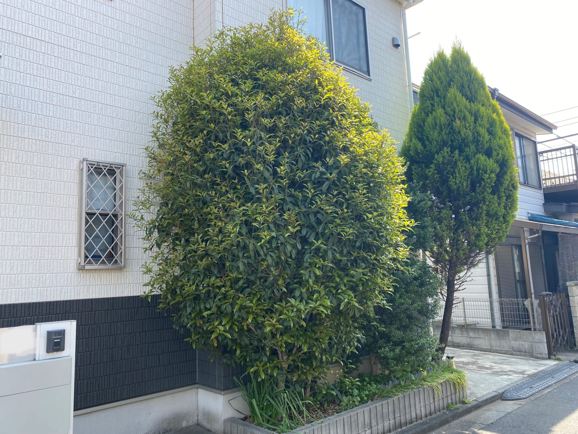 ４月１２日　川越市　剪定伐採作業報告