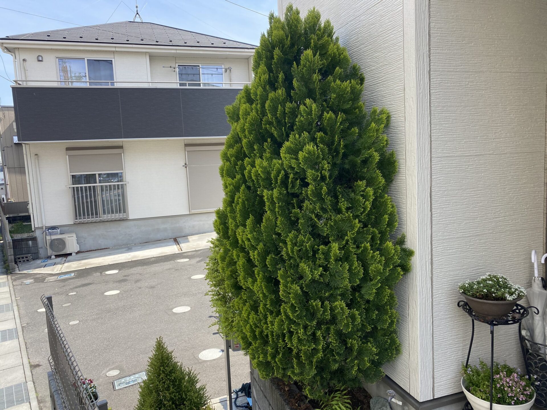 4月21日 川越市 剪定作業報告