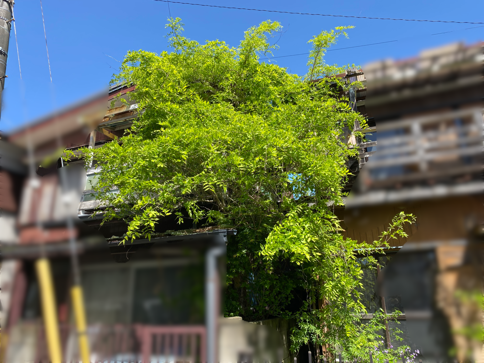 4月25日 川越市 剪定伐採作業報告