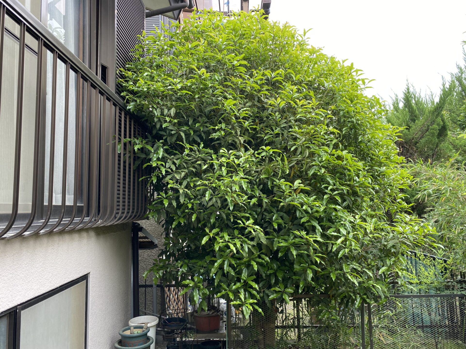 4月29日 川越市 剪定作業報告