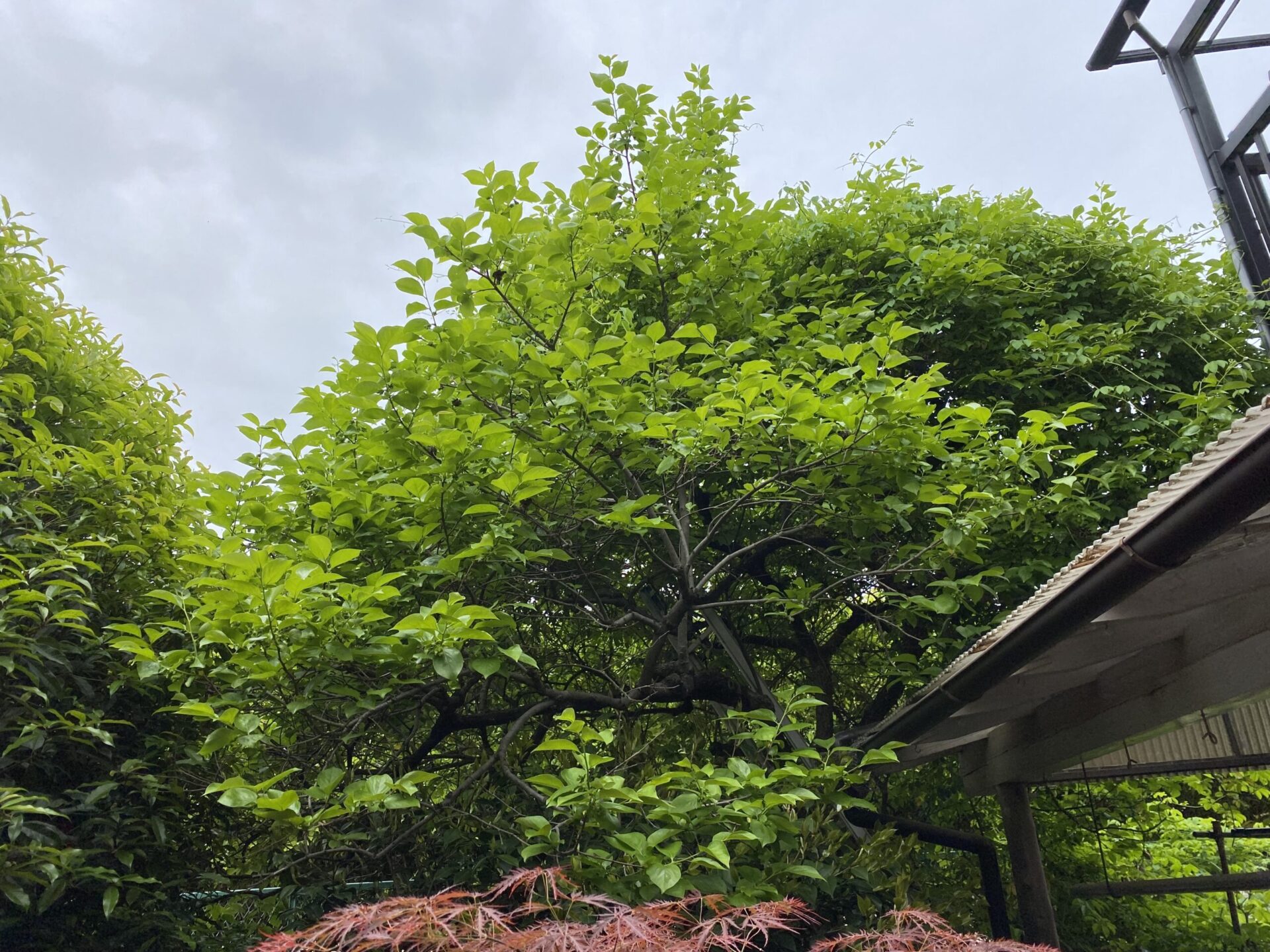 4月30日 川越市 剪定作業報告