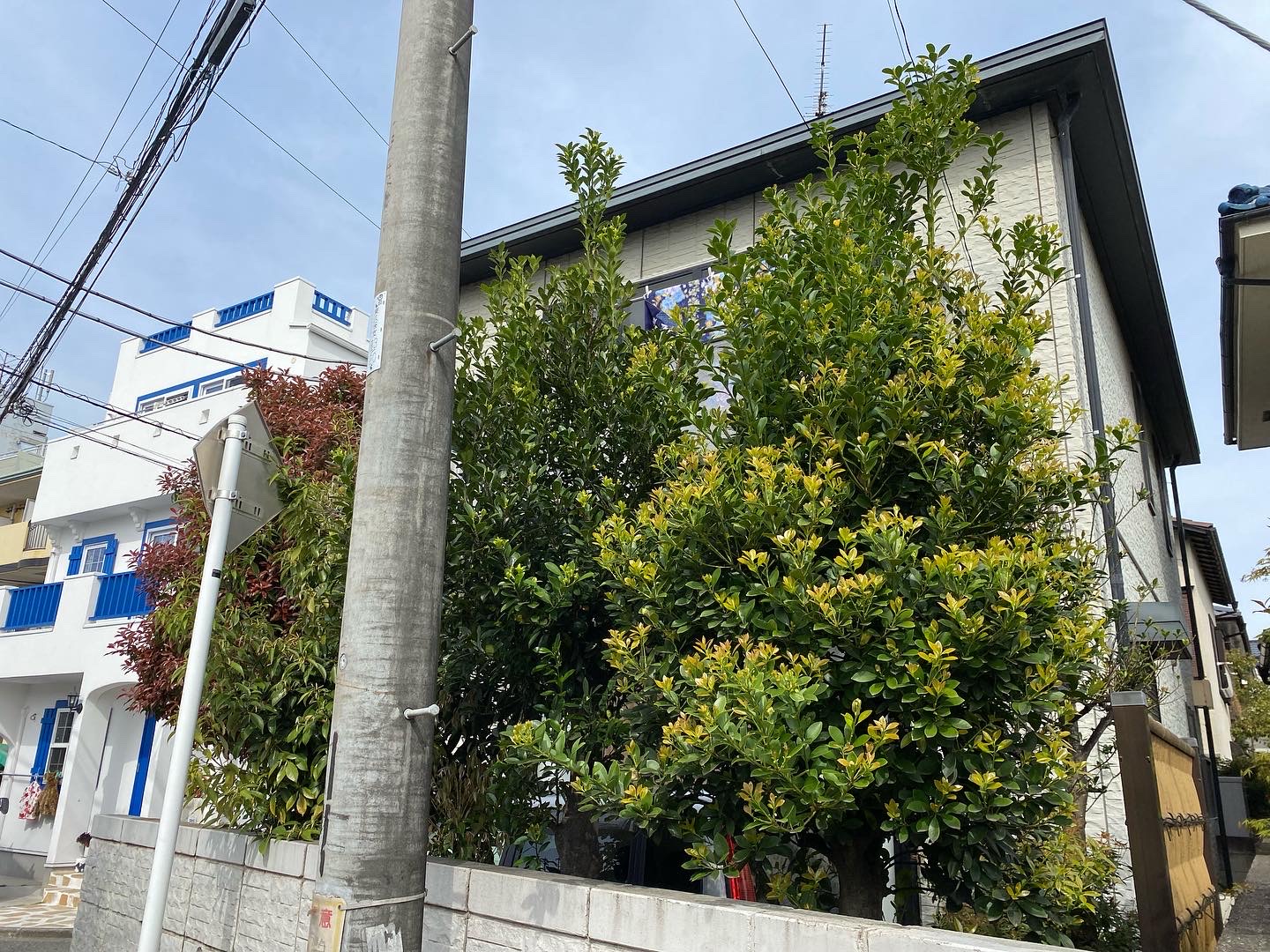 ４月１１日　川越市　剪定作業報告