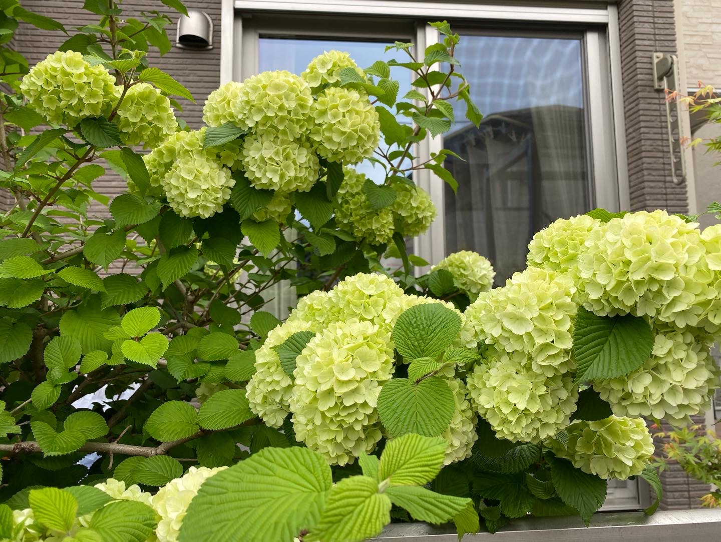 4月20日 川越市 剪定作業報告