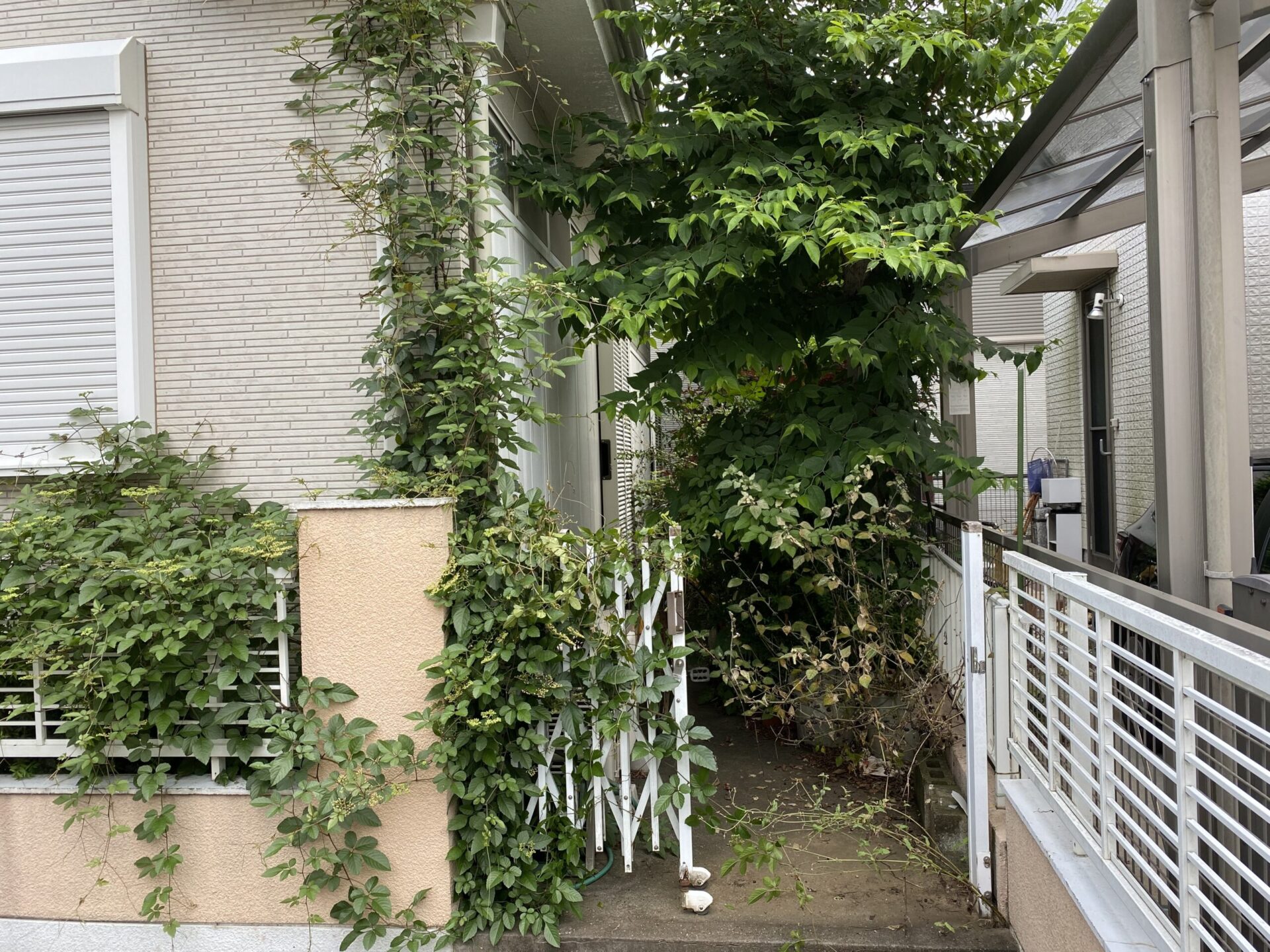 5月7日 川越市 剪定作業報告