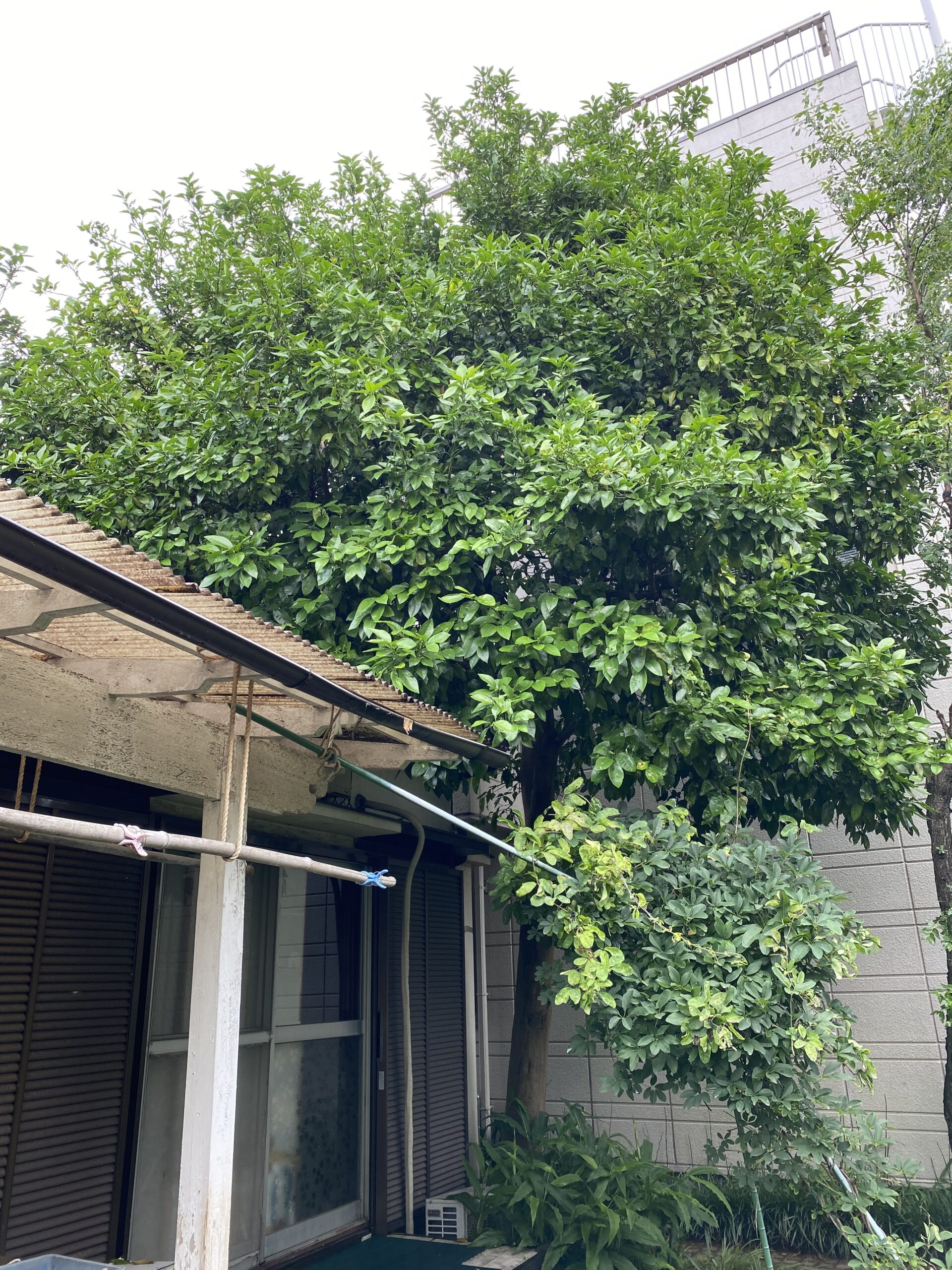 5月2日 川越市 剪定作業報告