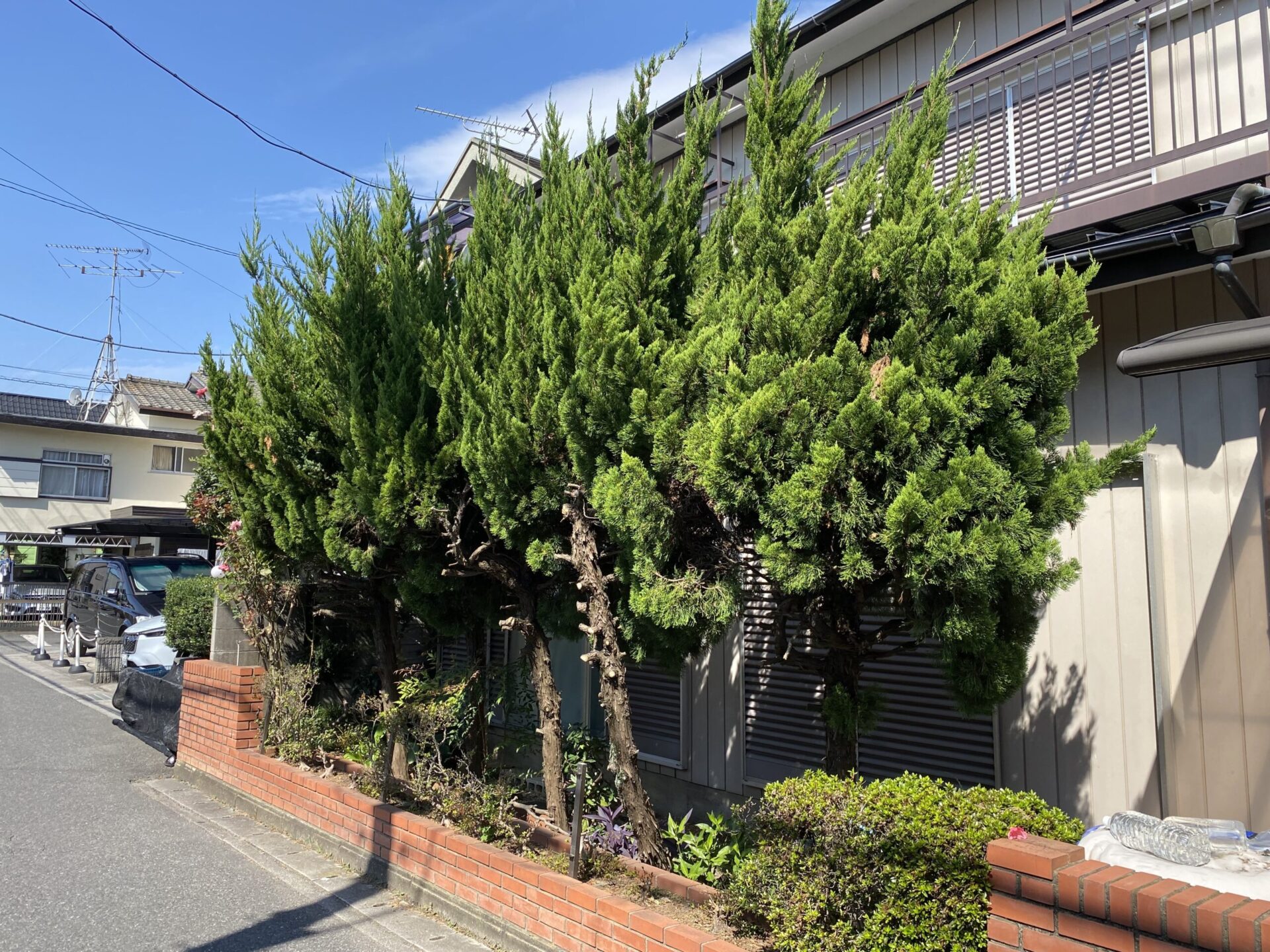 5月9日 川越市 伐採作業報告
