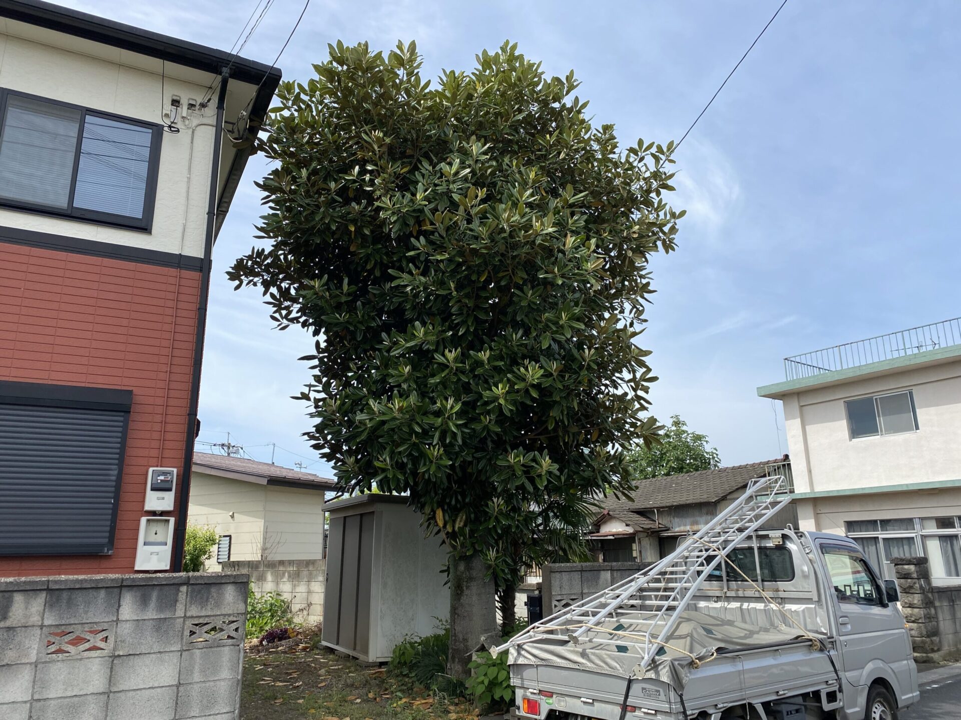 5月11日 川越市 剪定作業報告