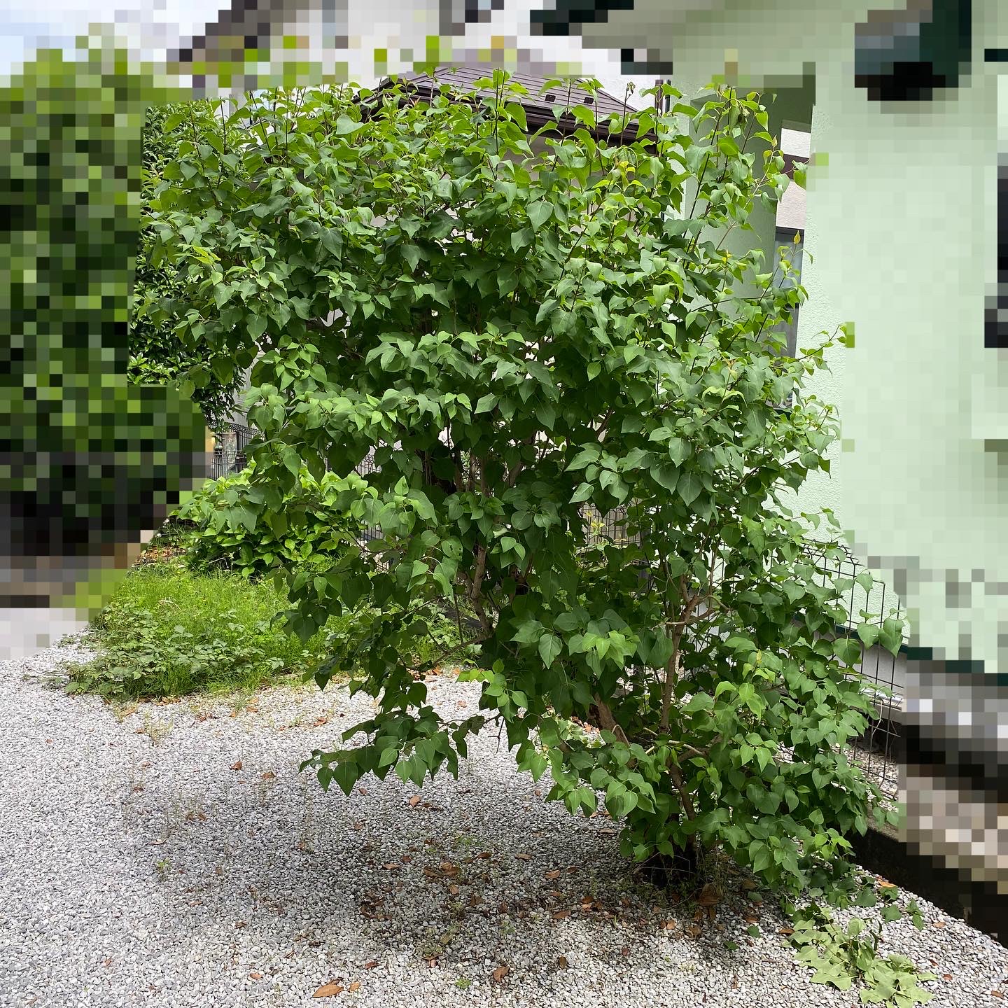 5月16日 川越市 剪定 作業報告