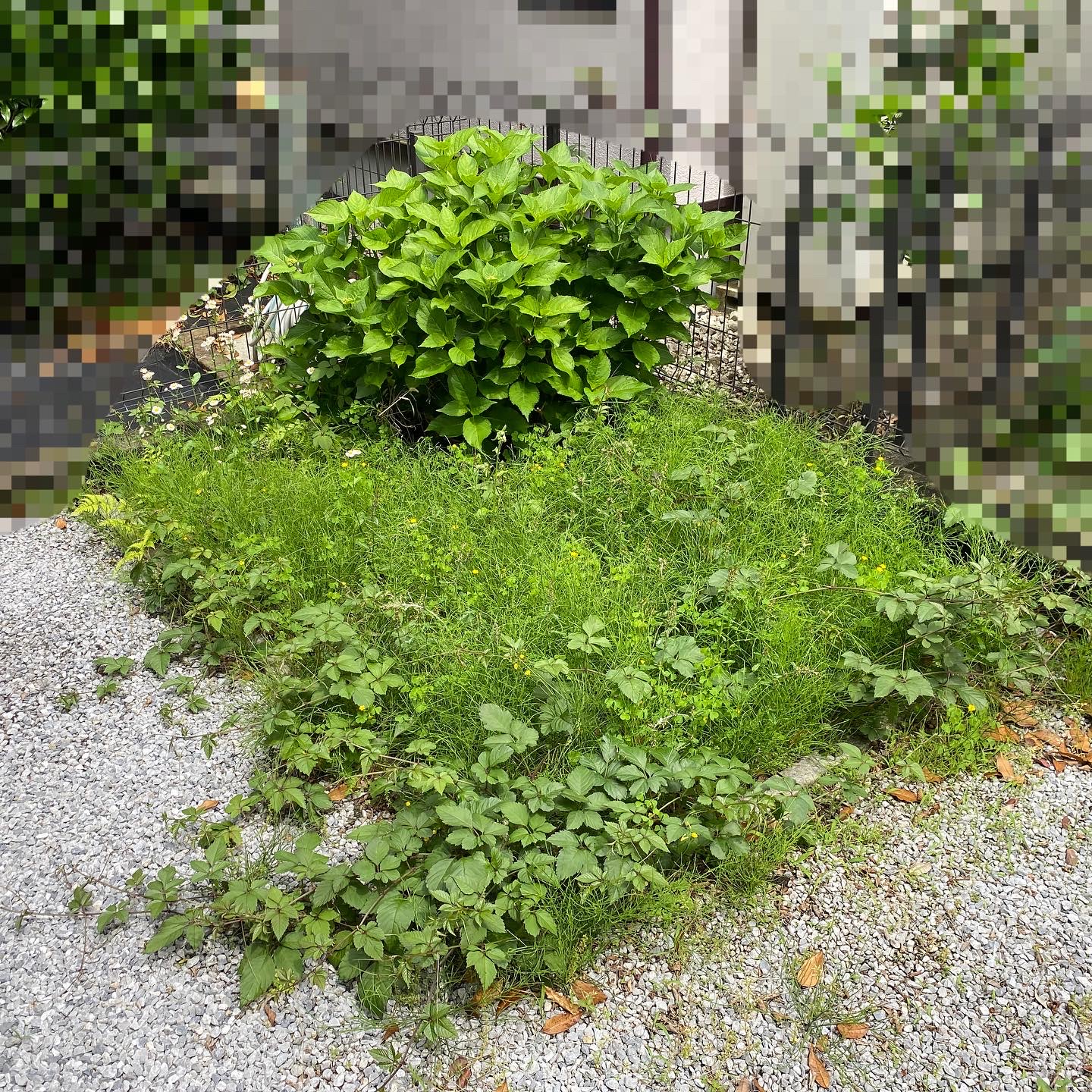 ５月１８日　川越市　除草　作業報告