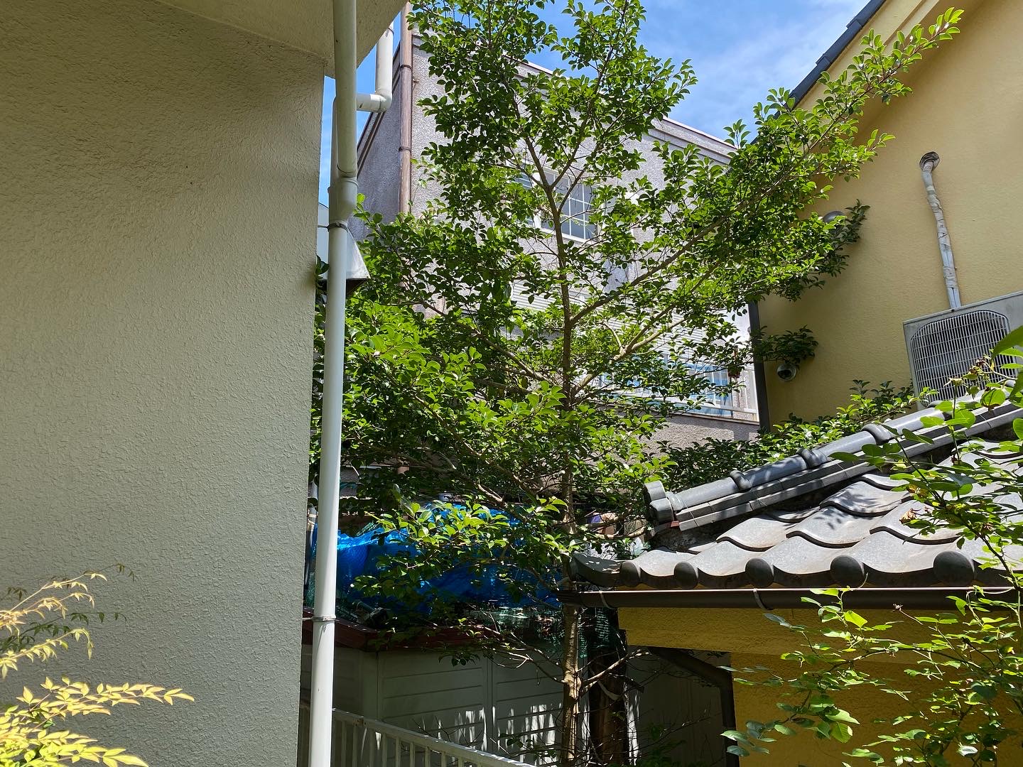 ６月２７日　富士見市　伐採　作業報告