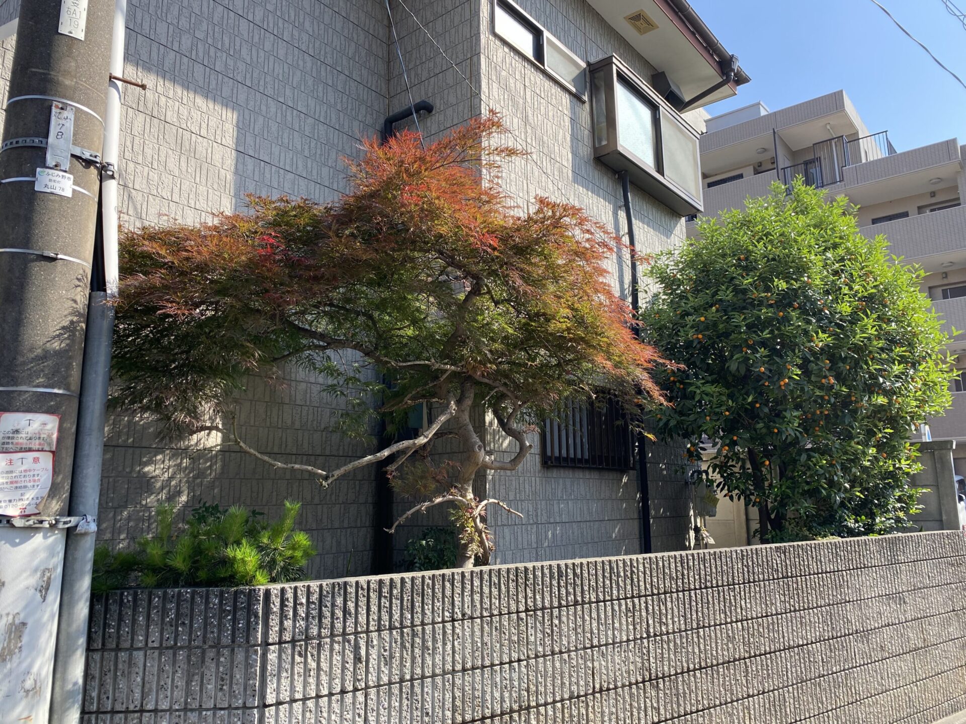 6月19日 剪定 伐採 作業報告