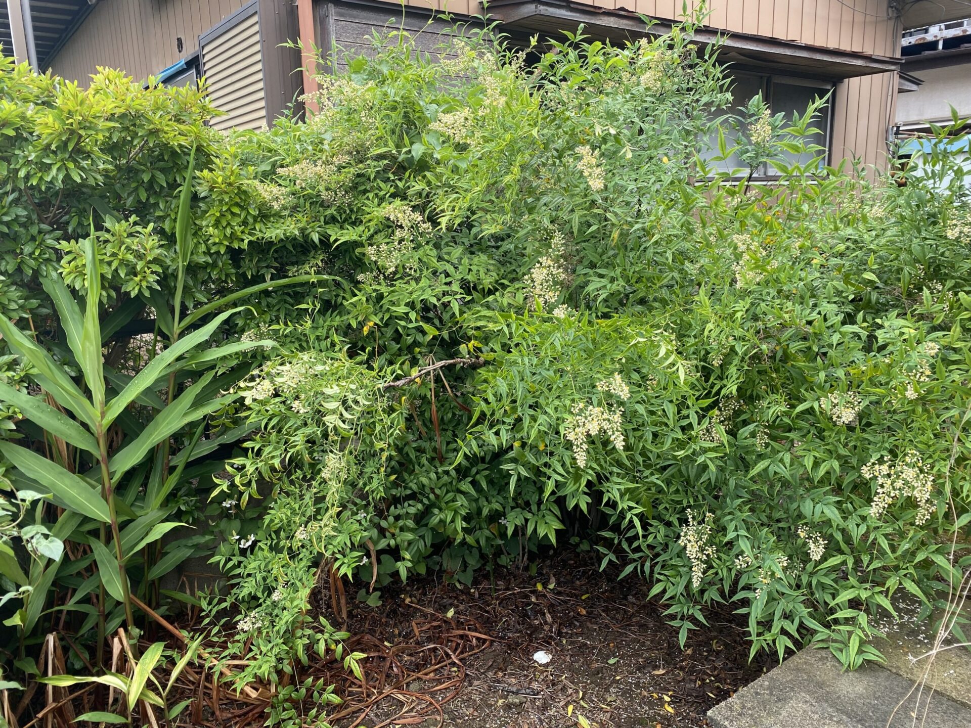 6月18日 狭山市 伐採 作業報告