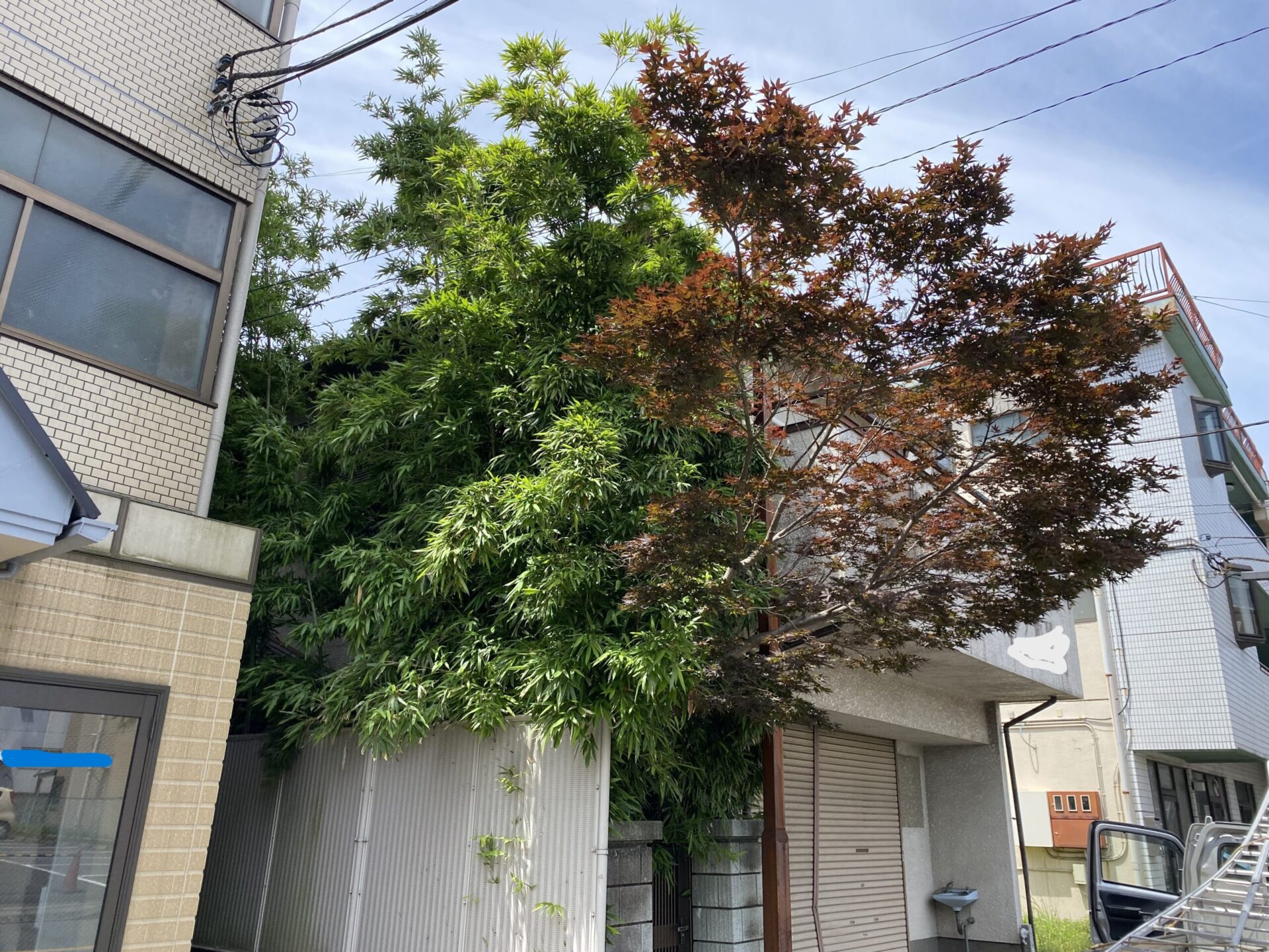 ６月２９日　富士見市　伐採　作業報告