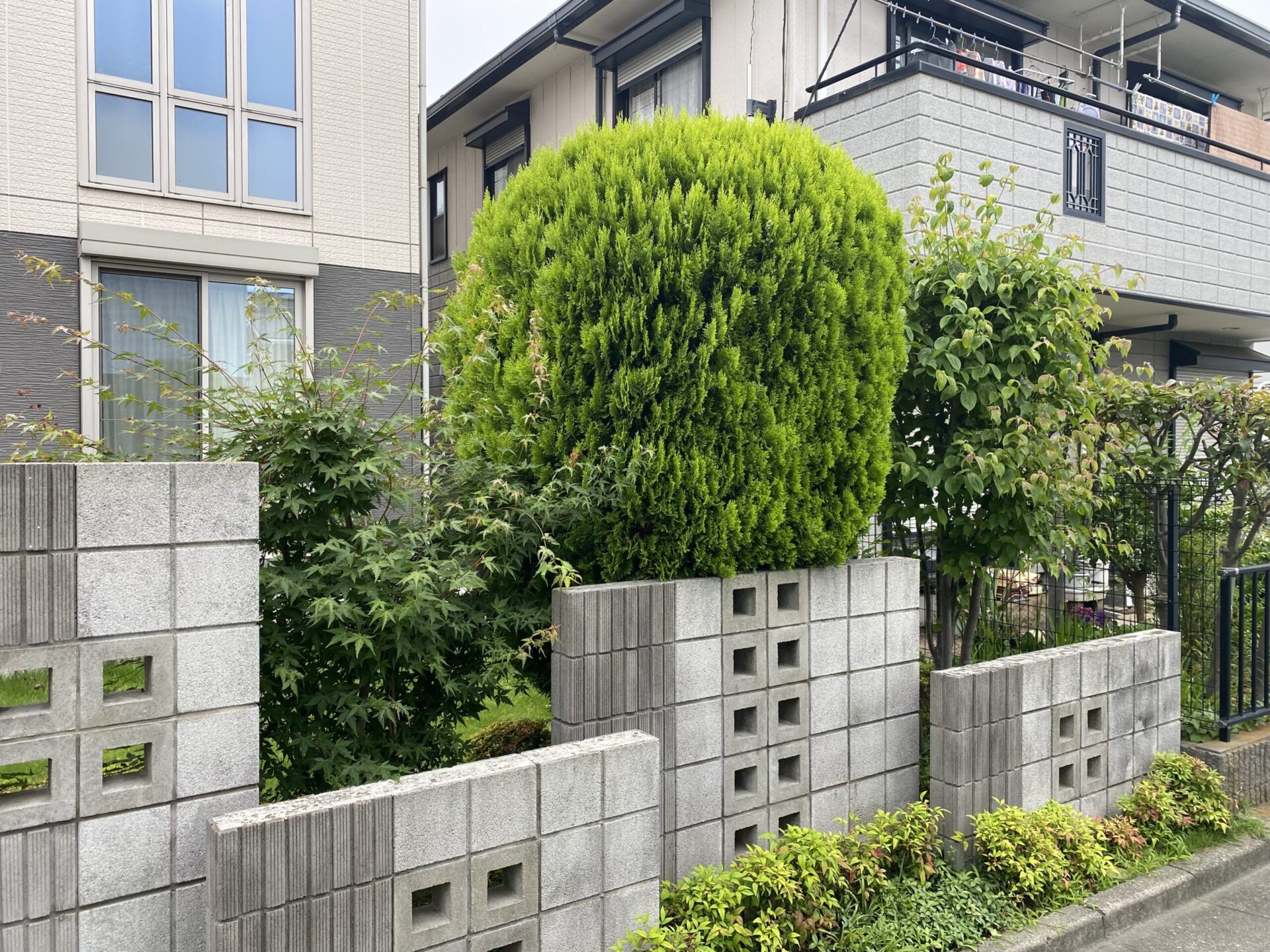 ６月２６日　川越市　剪定　作業報告