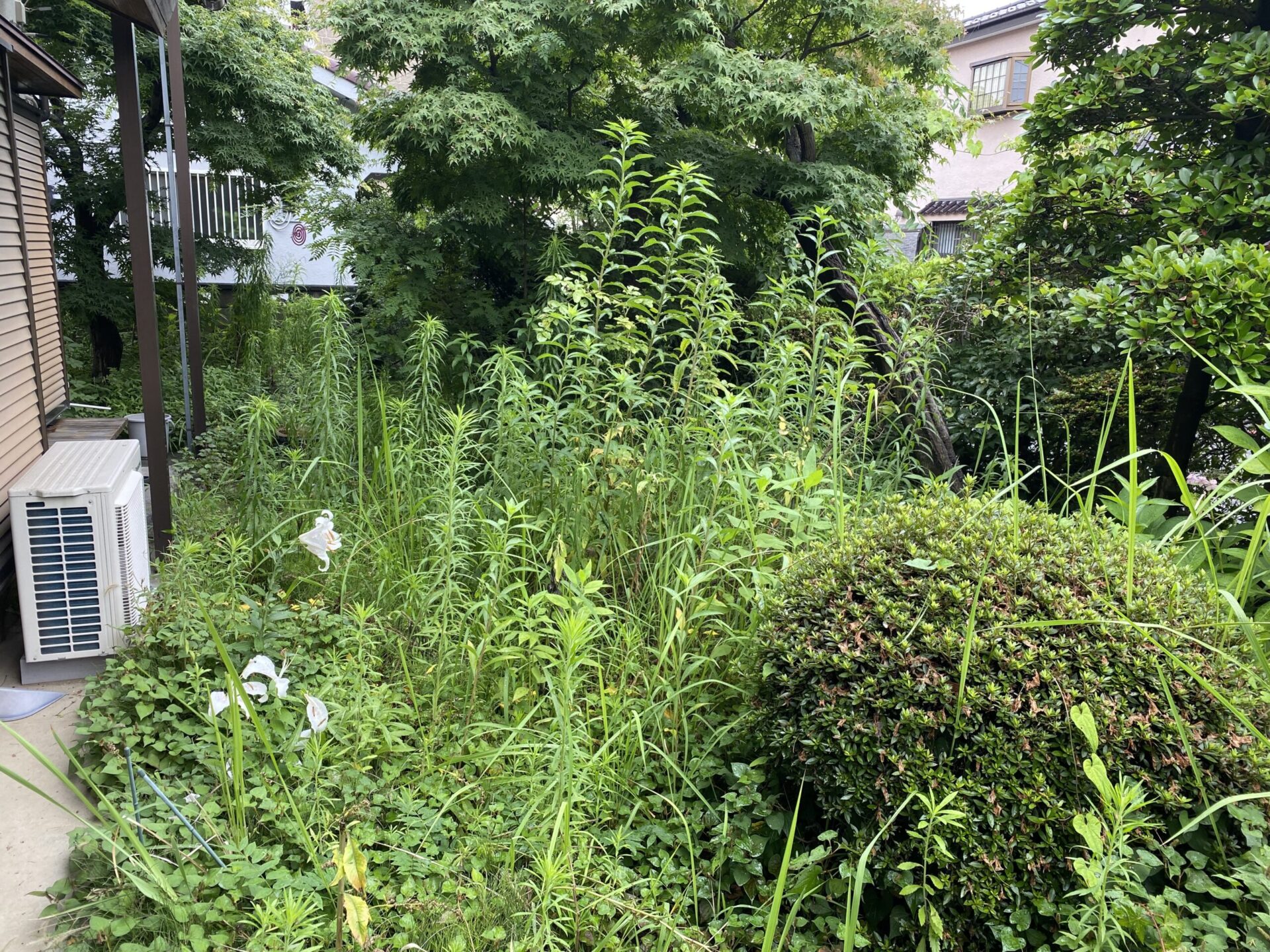 6月20日 狭山市 除草 作業報告