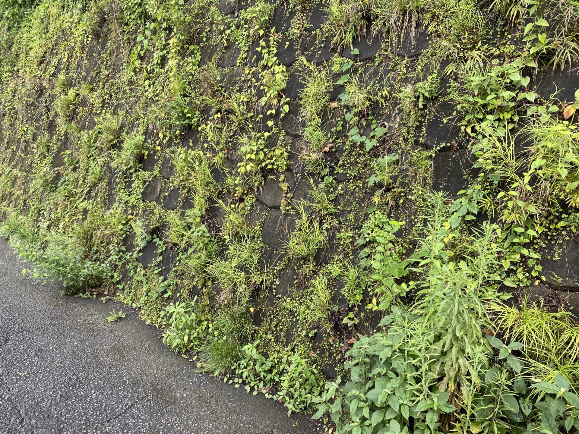 ６月８日　除草　作業報告