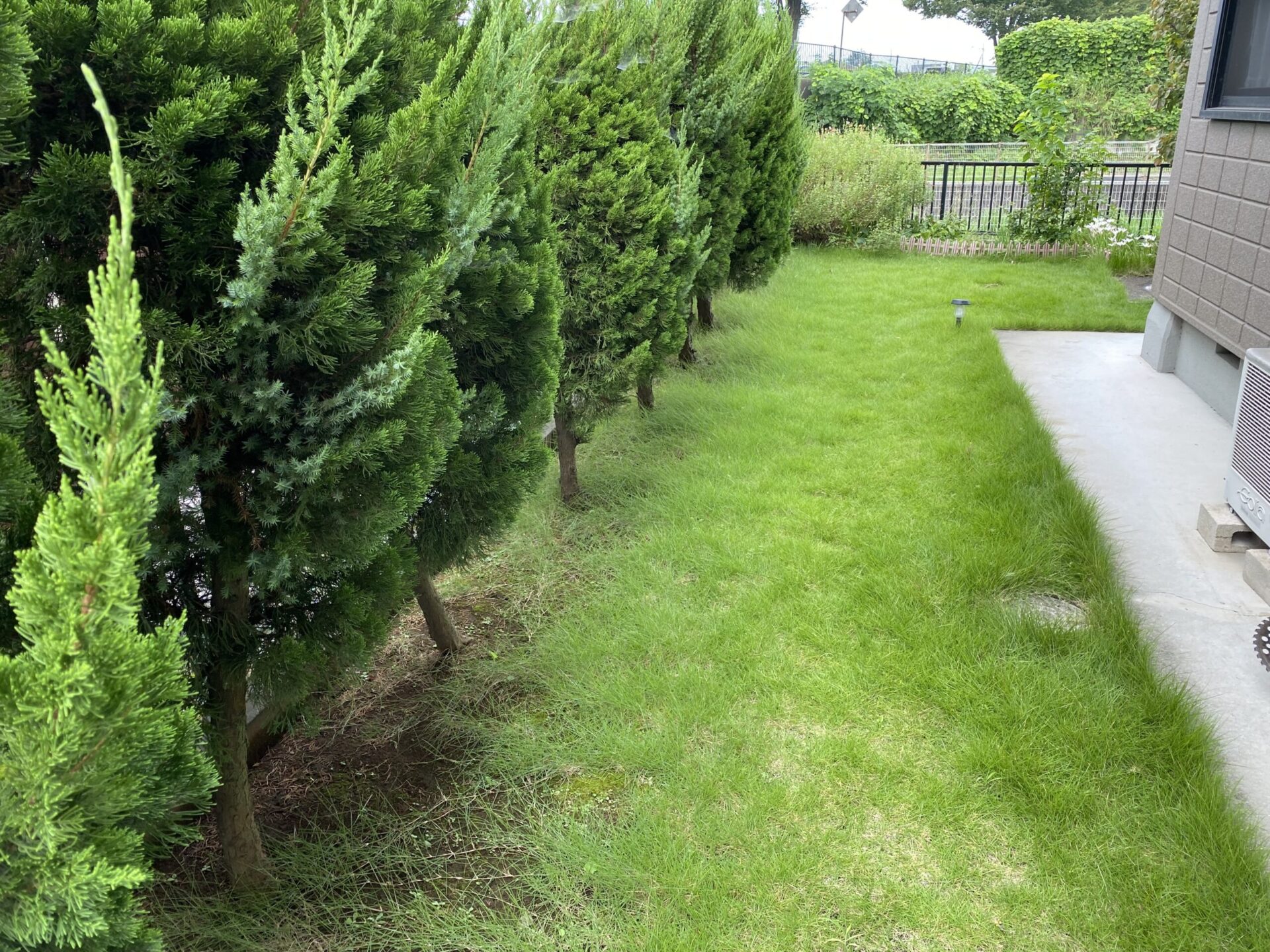 ６月２１日　富士見市　剪定作業報告