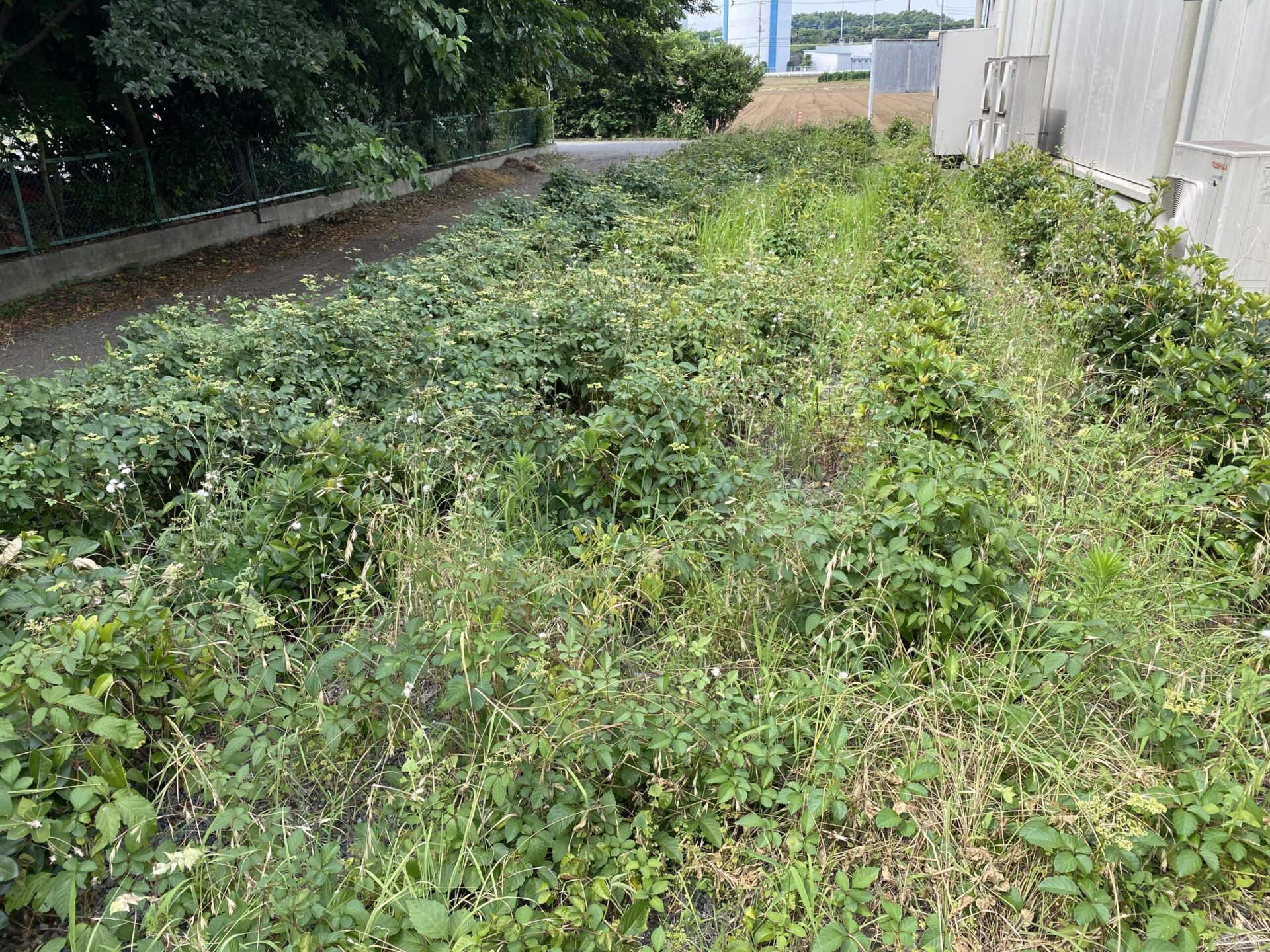 ７月４日　ふじみ野市　除草　作業報告
