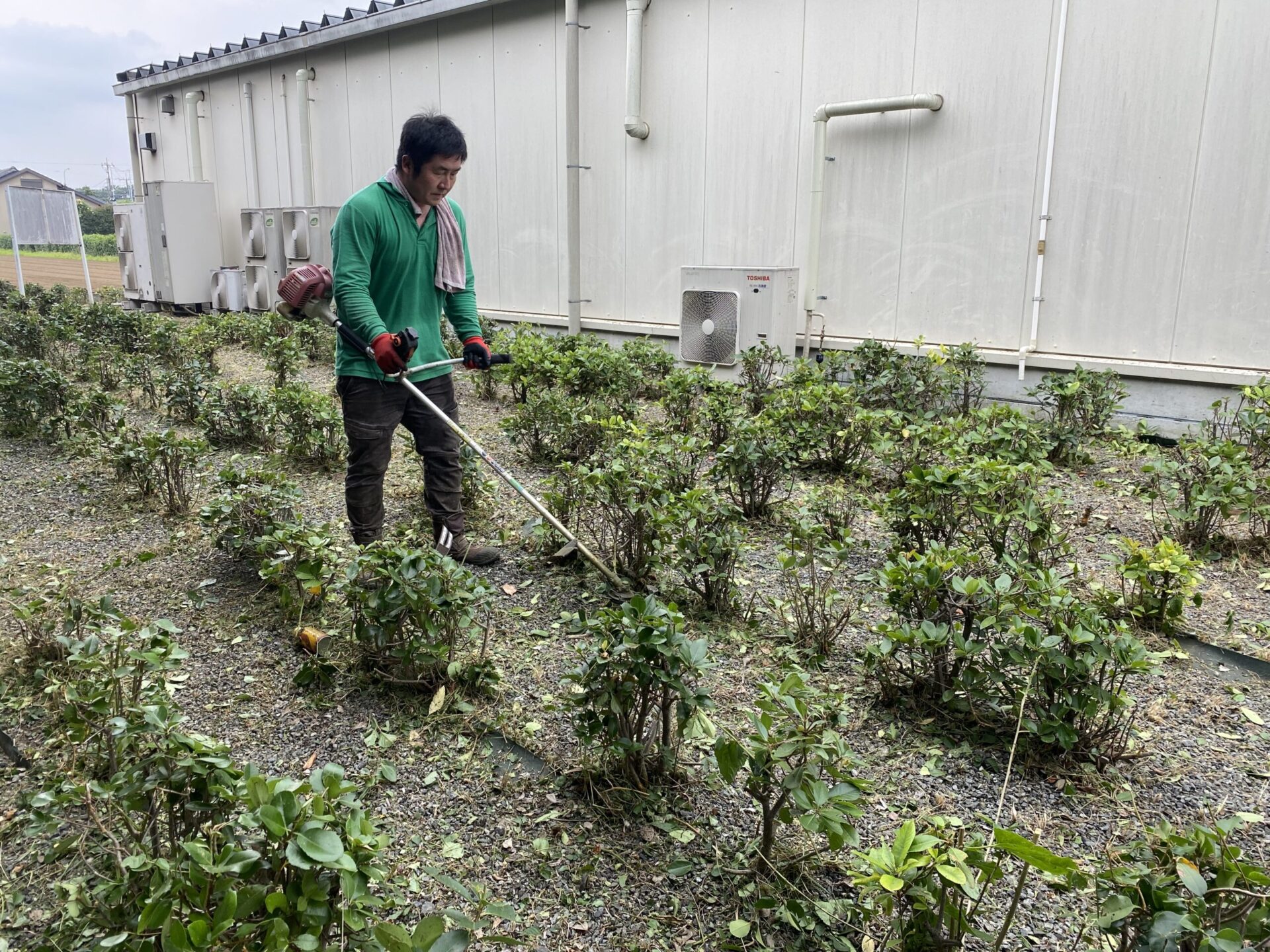 ７月３日　ふじみ野市　除草　作業報告