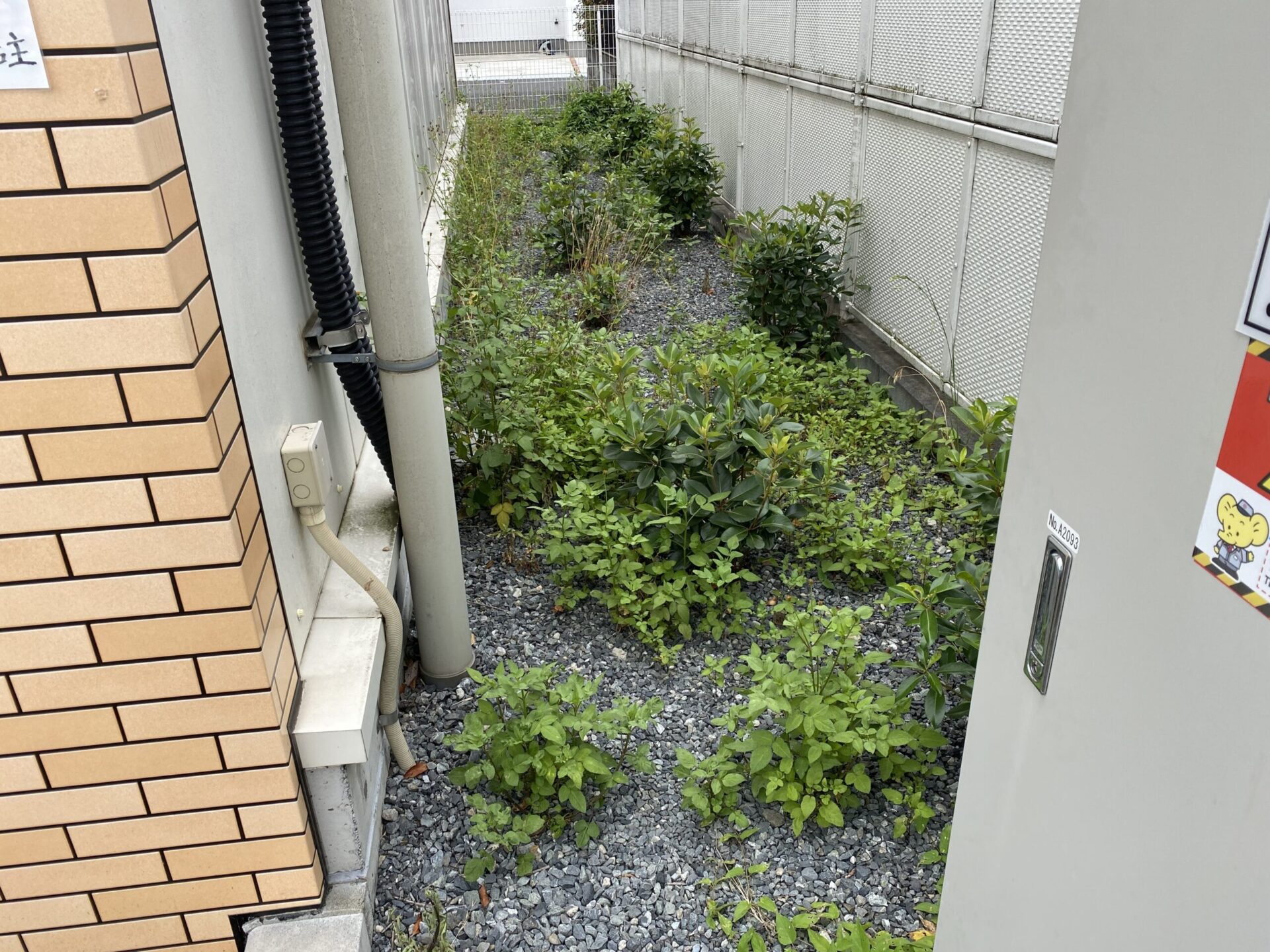 ７月５日　富士見市　除草　作業報告