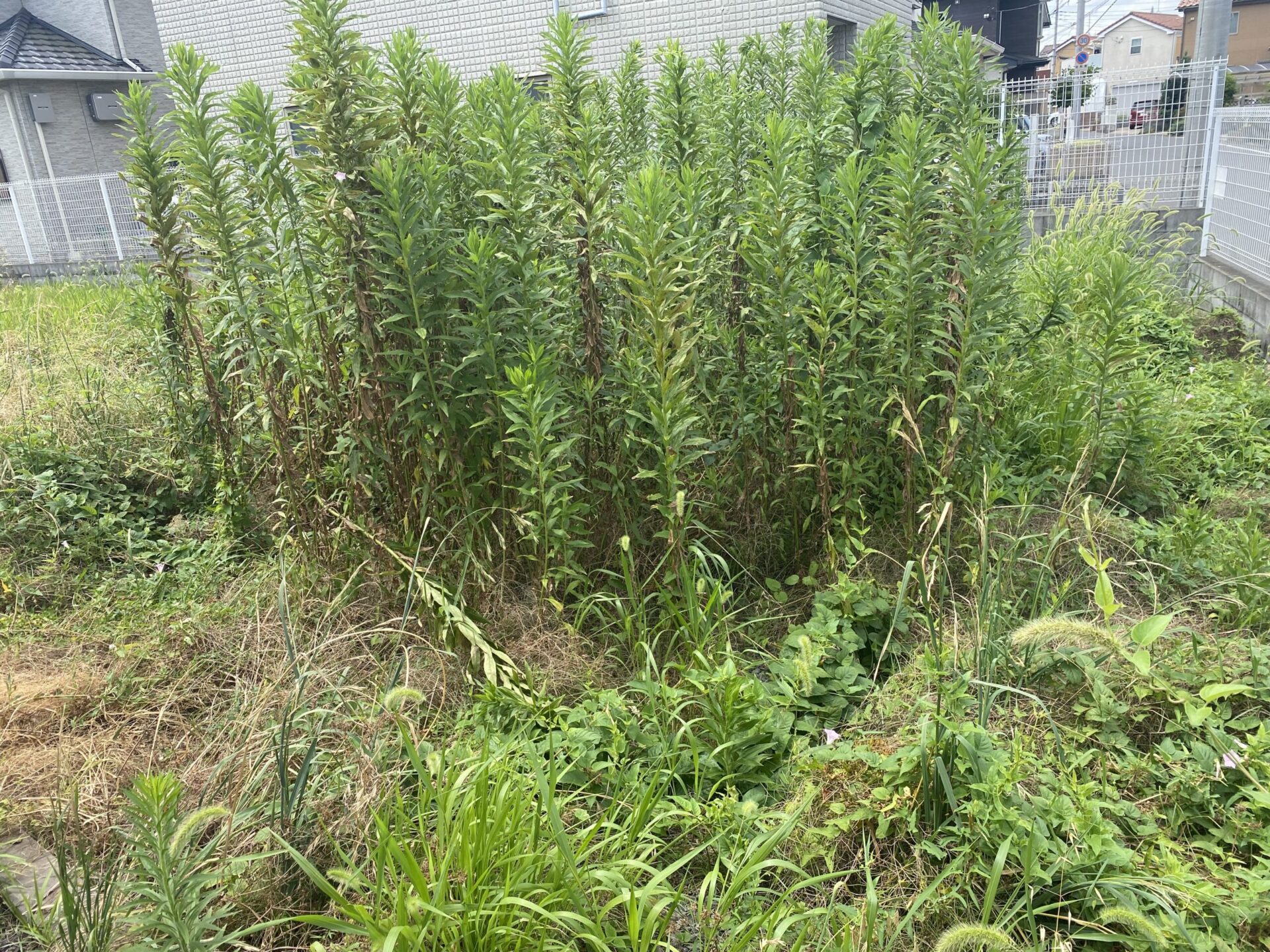 ７月６日　富士見市　除草　作業報告