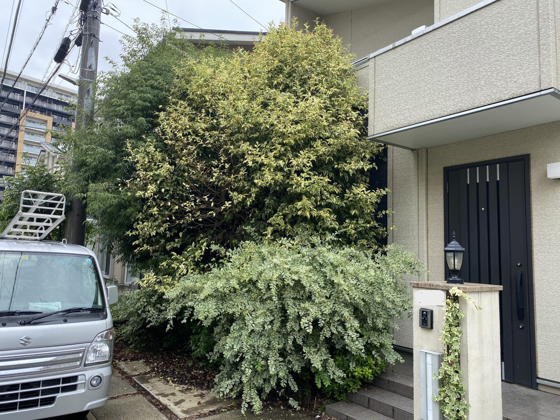 ７月２４日　ふじみ野市　剪定　作業報告