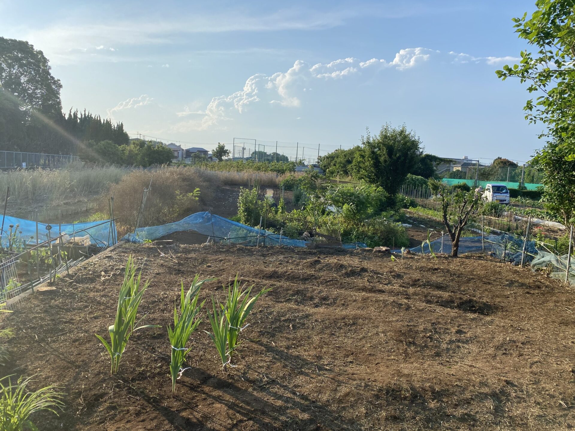 ７月１０日　ふじみ野市　伐採　除草　作業報告