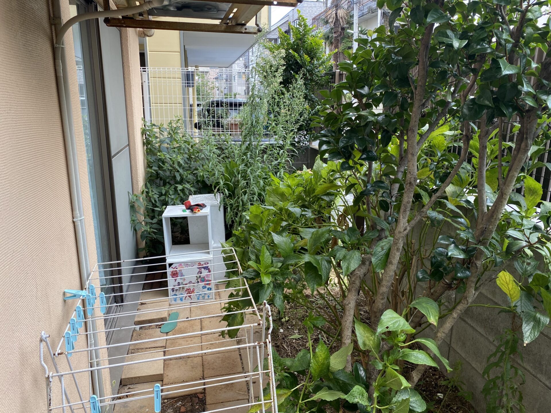７月１日　狭山市　剪定　作業報告